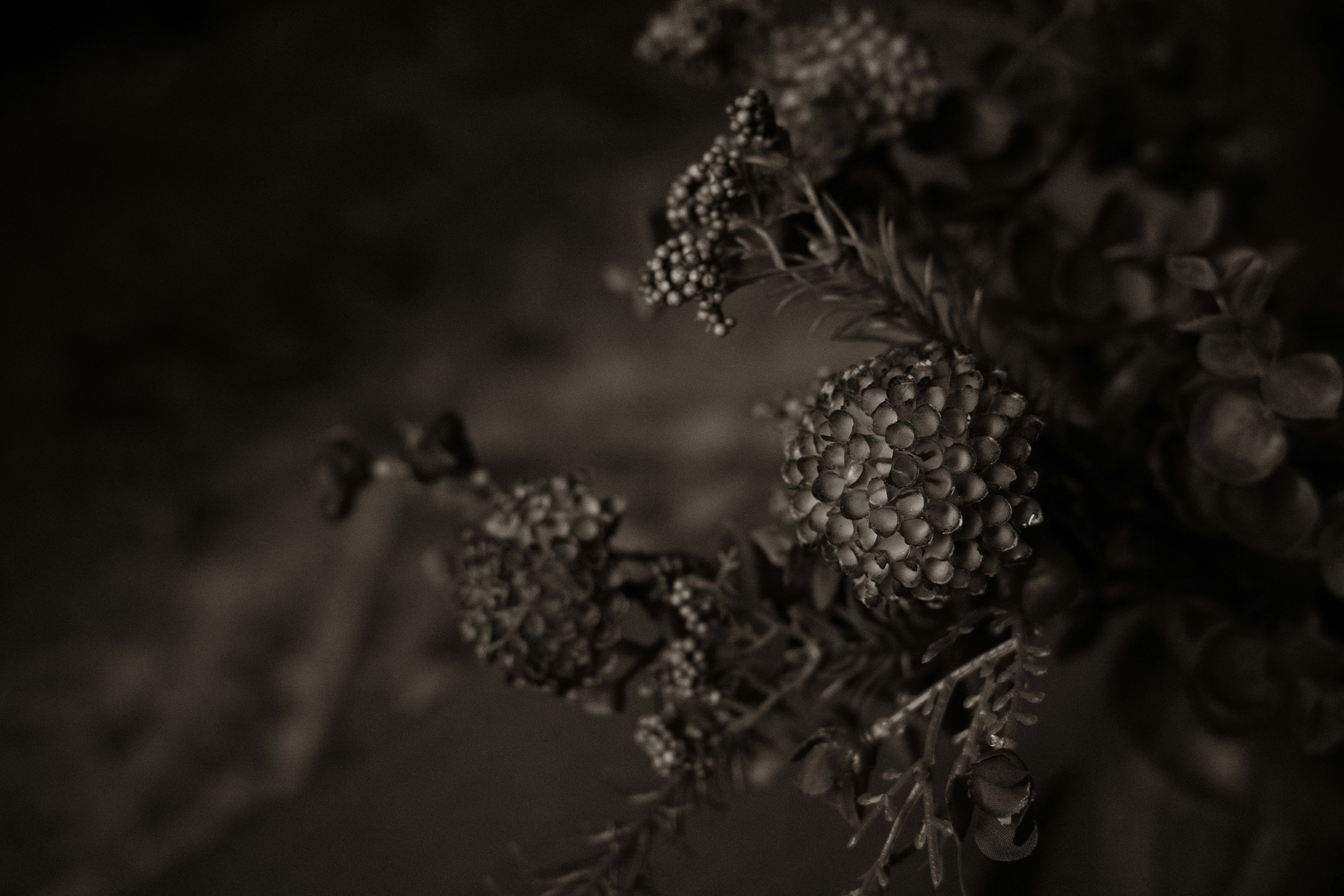 A dark sepia close-up of textured flower heads with small rounded petals