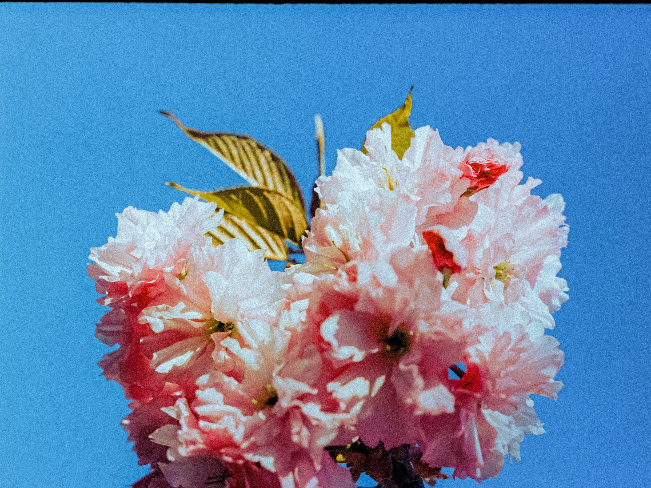 A cluster of pale pink cherry blossoms against a clear blue sky