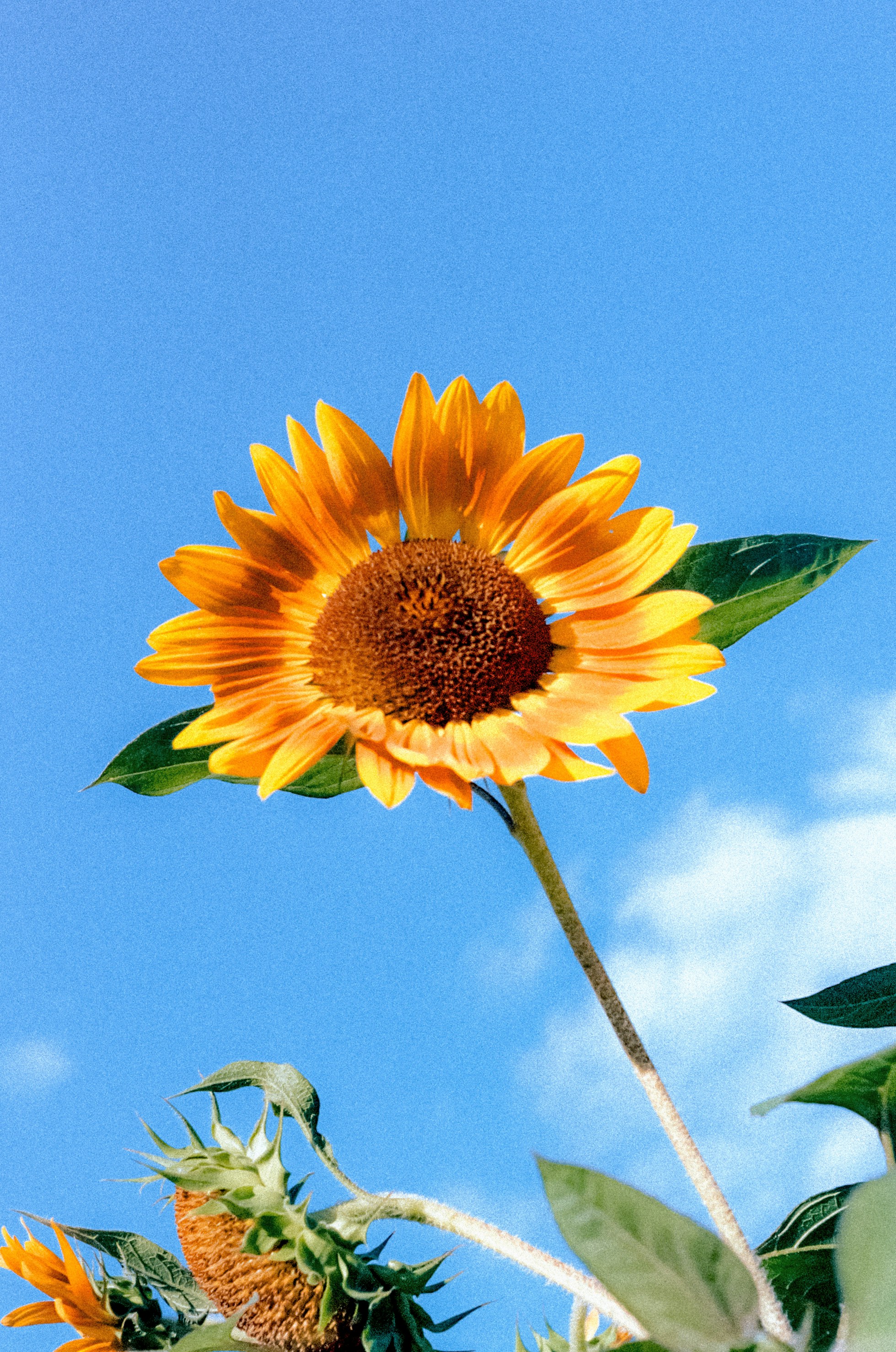 A bright yellow sunflower against a clear blue sky with light clouds