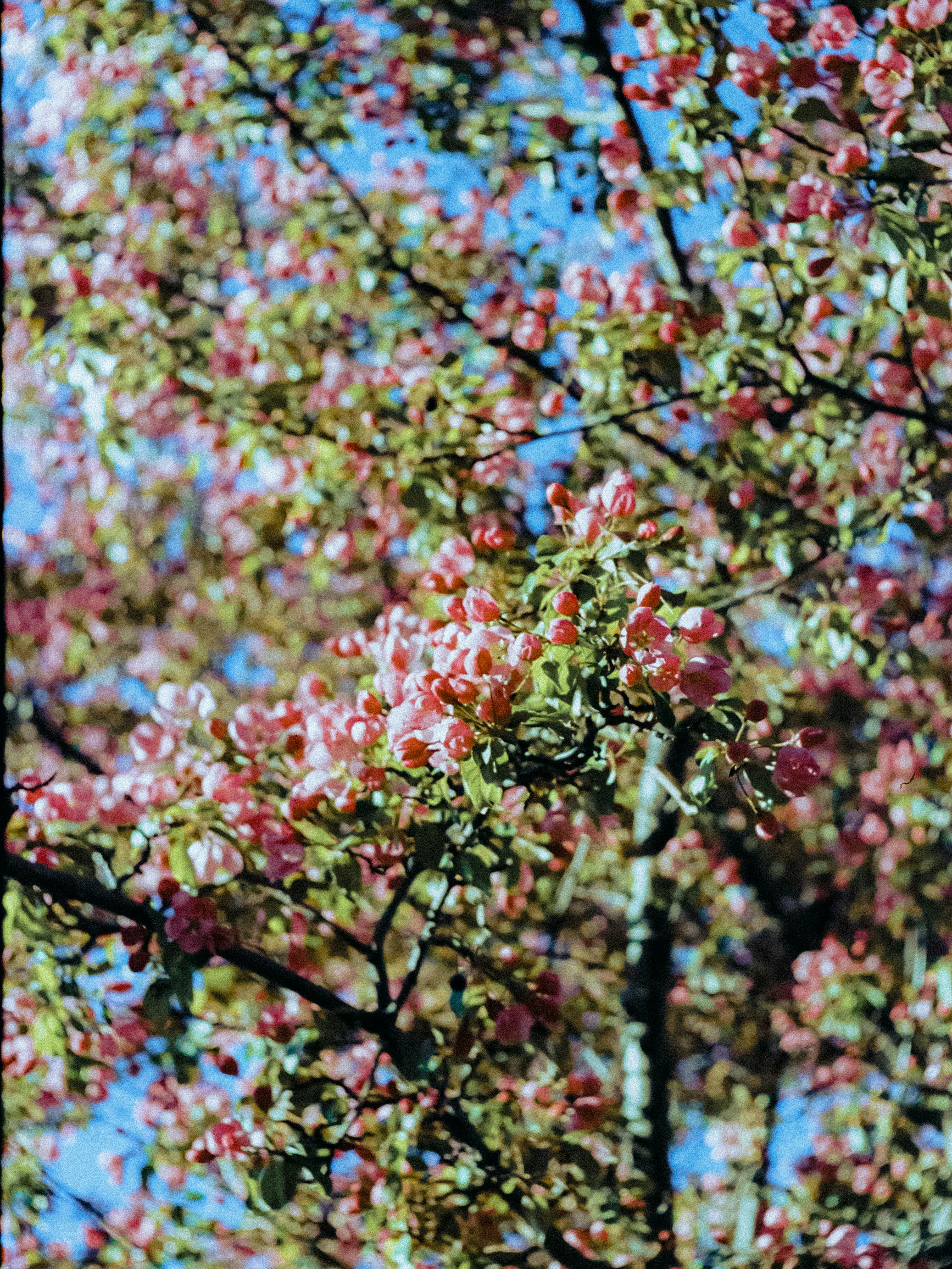 Pink apple blossoms blooming on tree branches against a clear blue sky