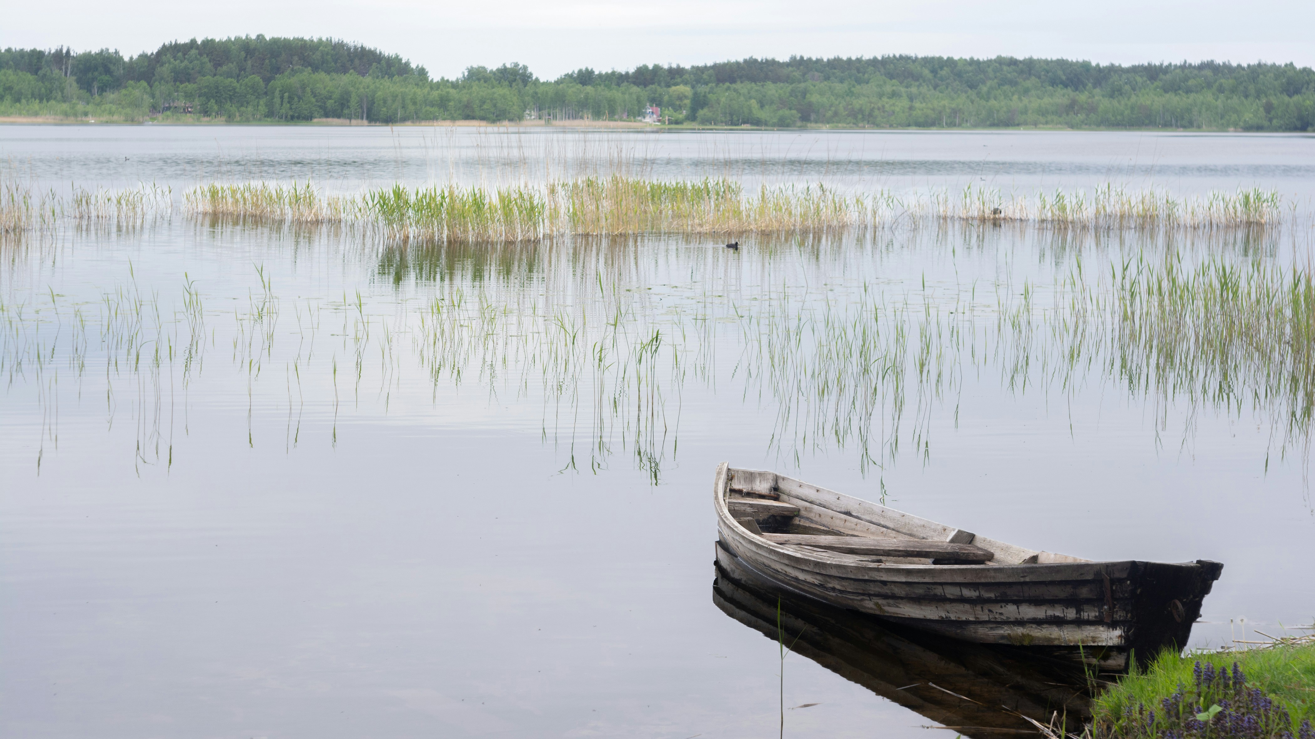 A weathered wooden rowing boat alone at the edge of a still lake