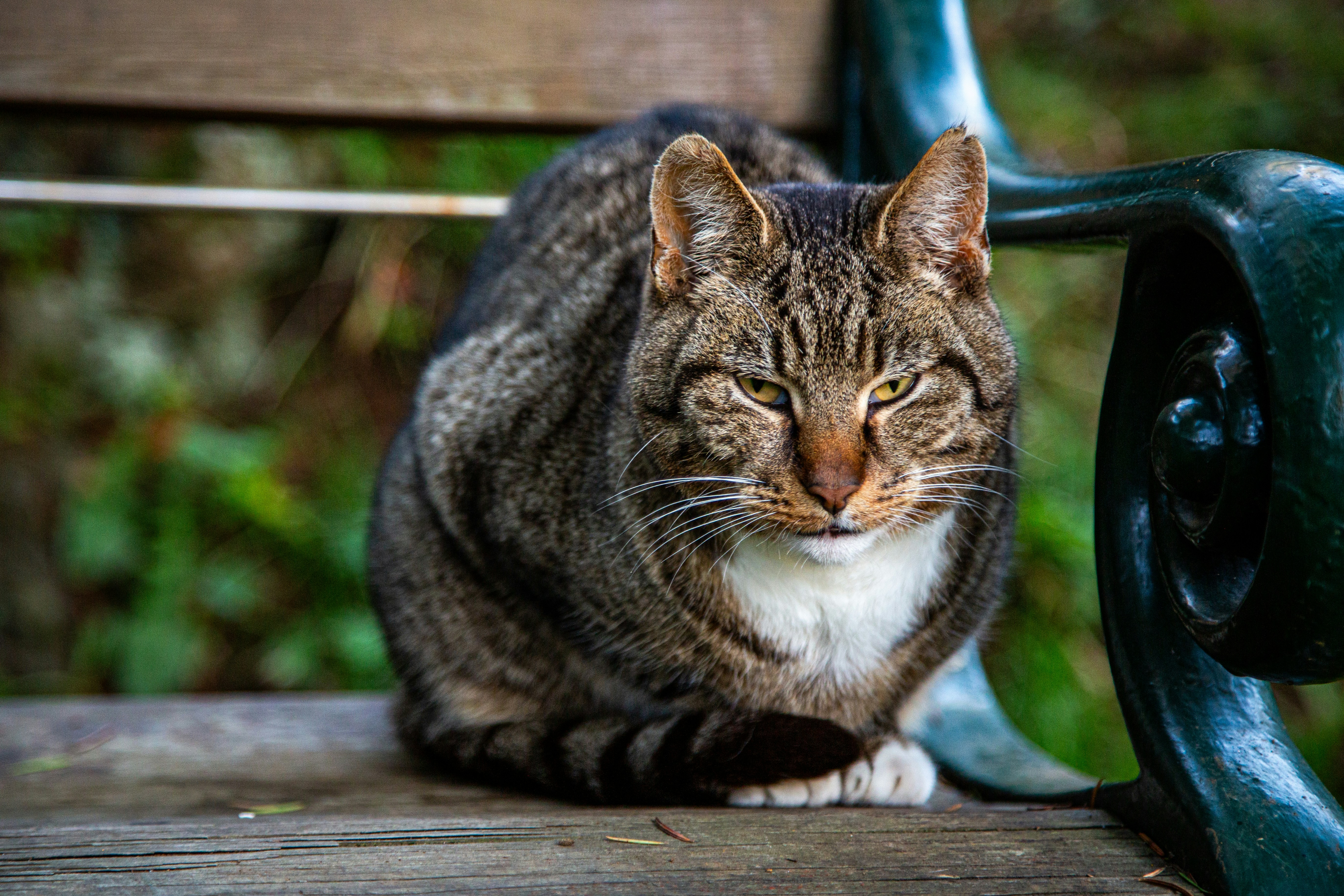 A brown tabby cat with a white chest sitting on a wooden bench