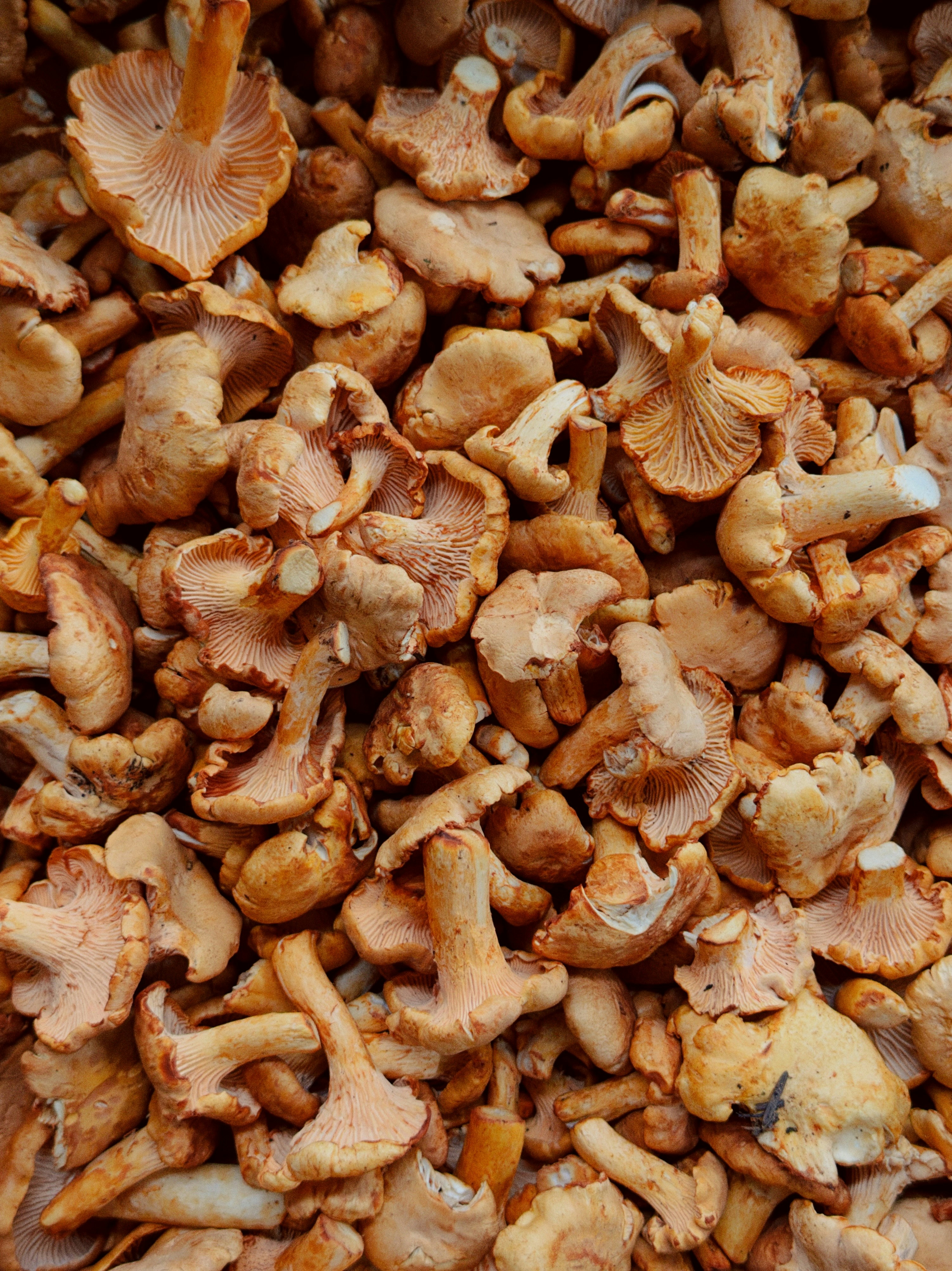 Un grand tas de champignons chanterelles dorées fraîches avec des branchies visibles