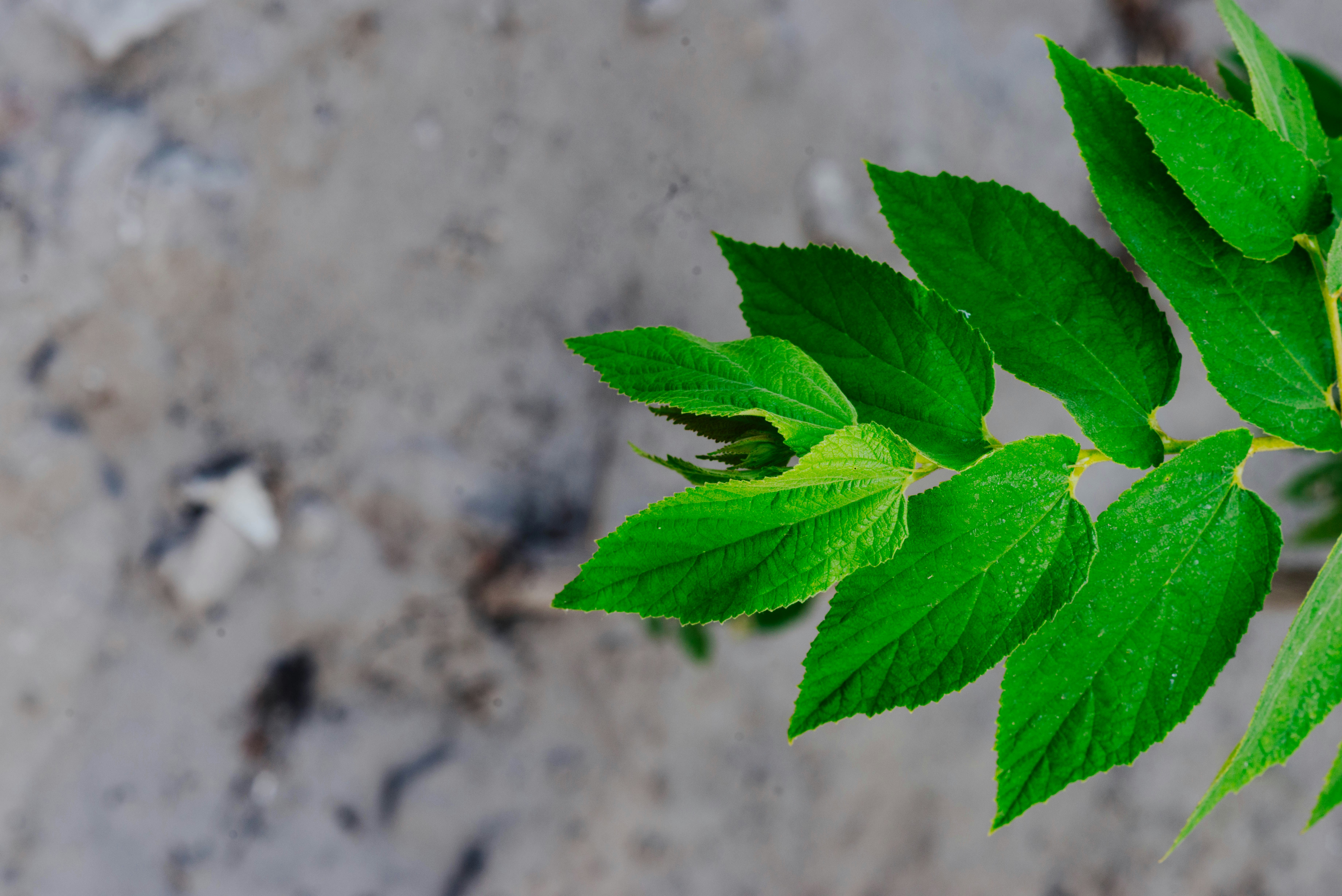 Leaves
