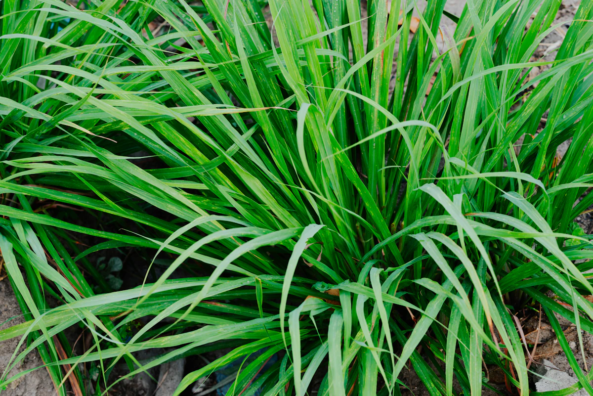 A clump of long green lemongrass blades growing in soil