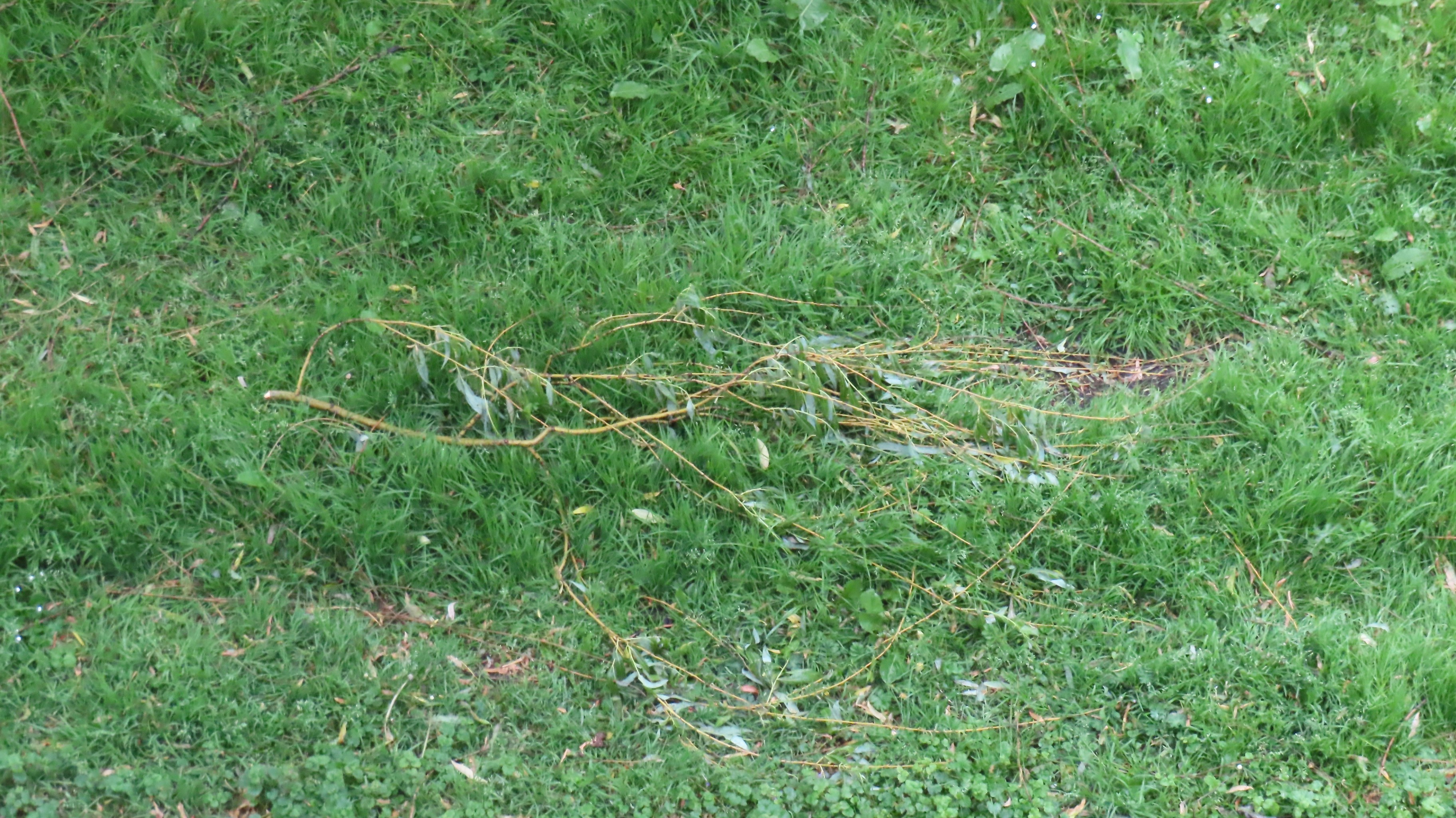 Fallen branches on grass after a storm