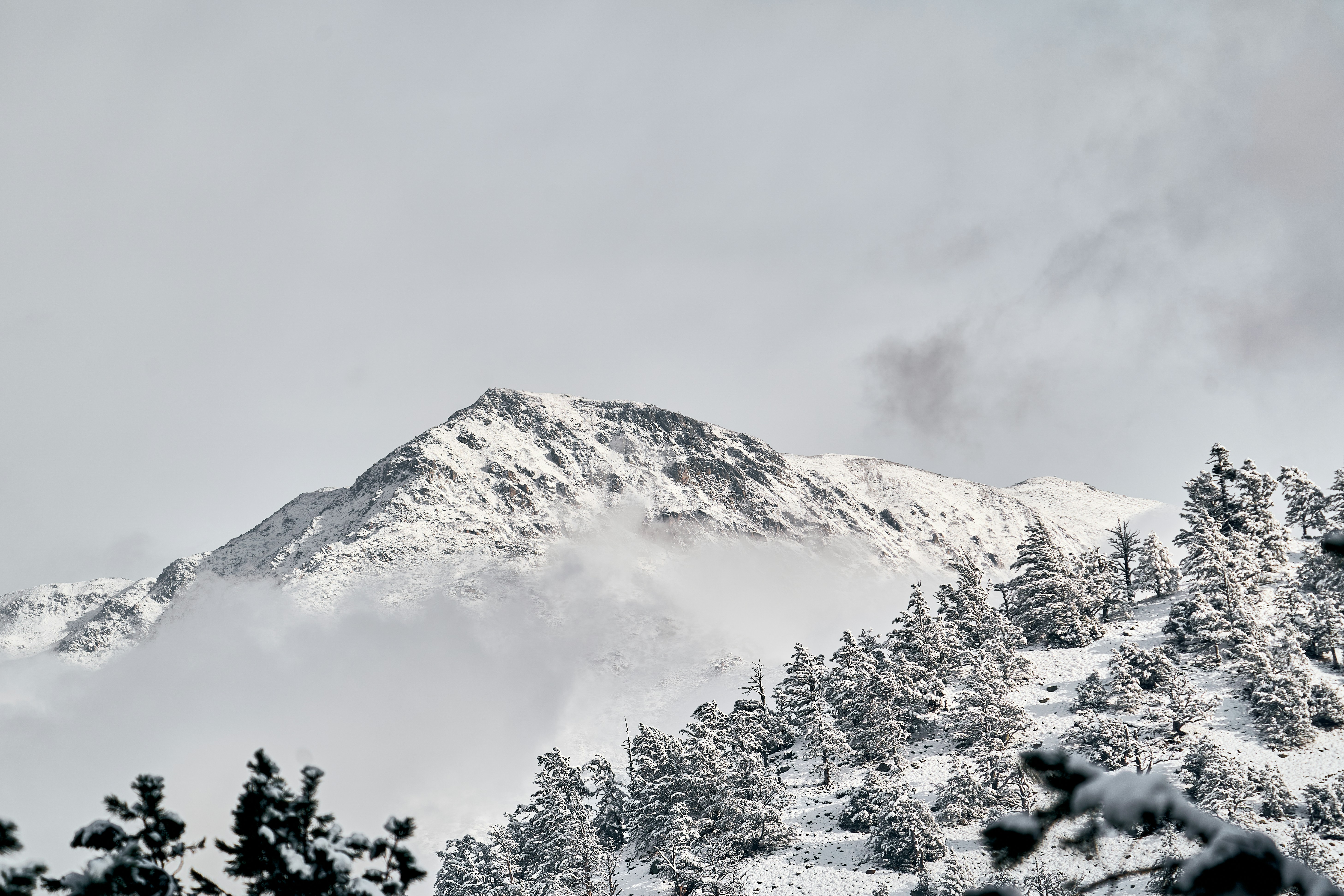 A snow-covered mountain peak rising above a forest of pine trees in winter