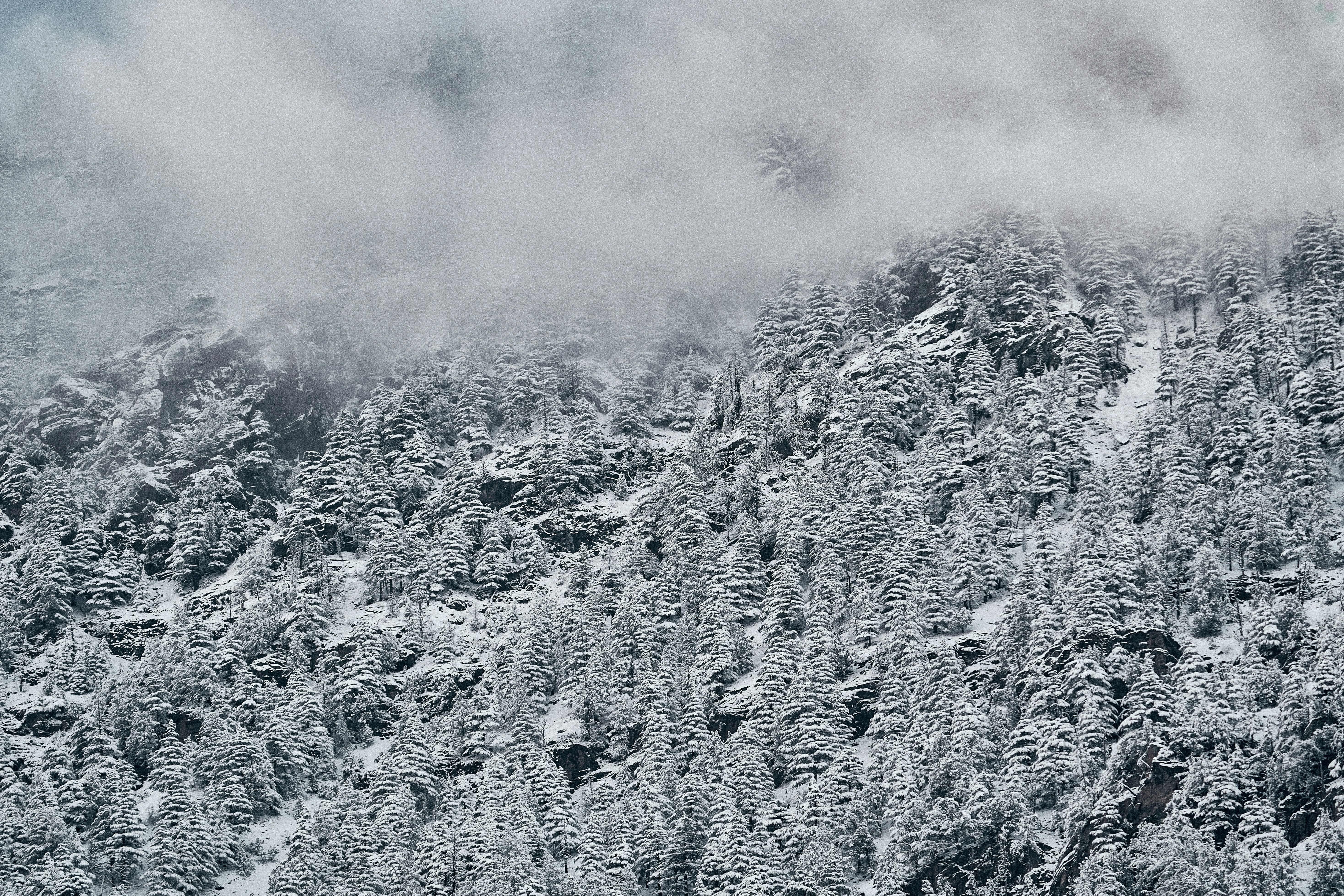 Snow covered pine trees on a steep mountain slope under low clouds