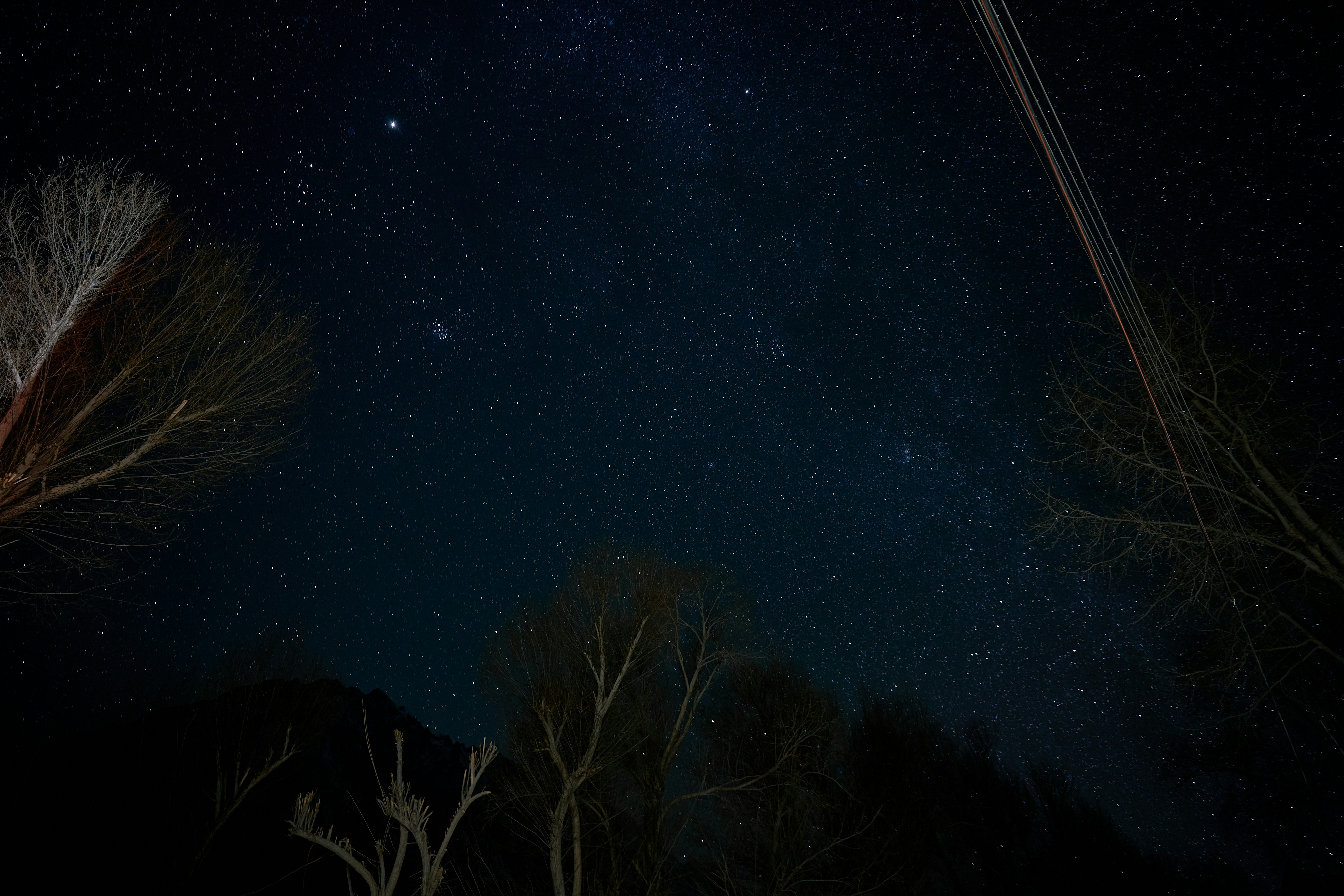 A starry night sky framed by the silhouettes of bare trees