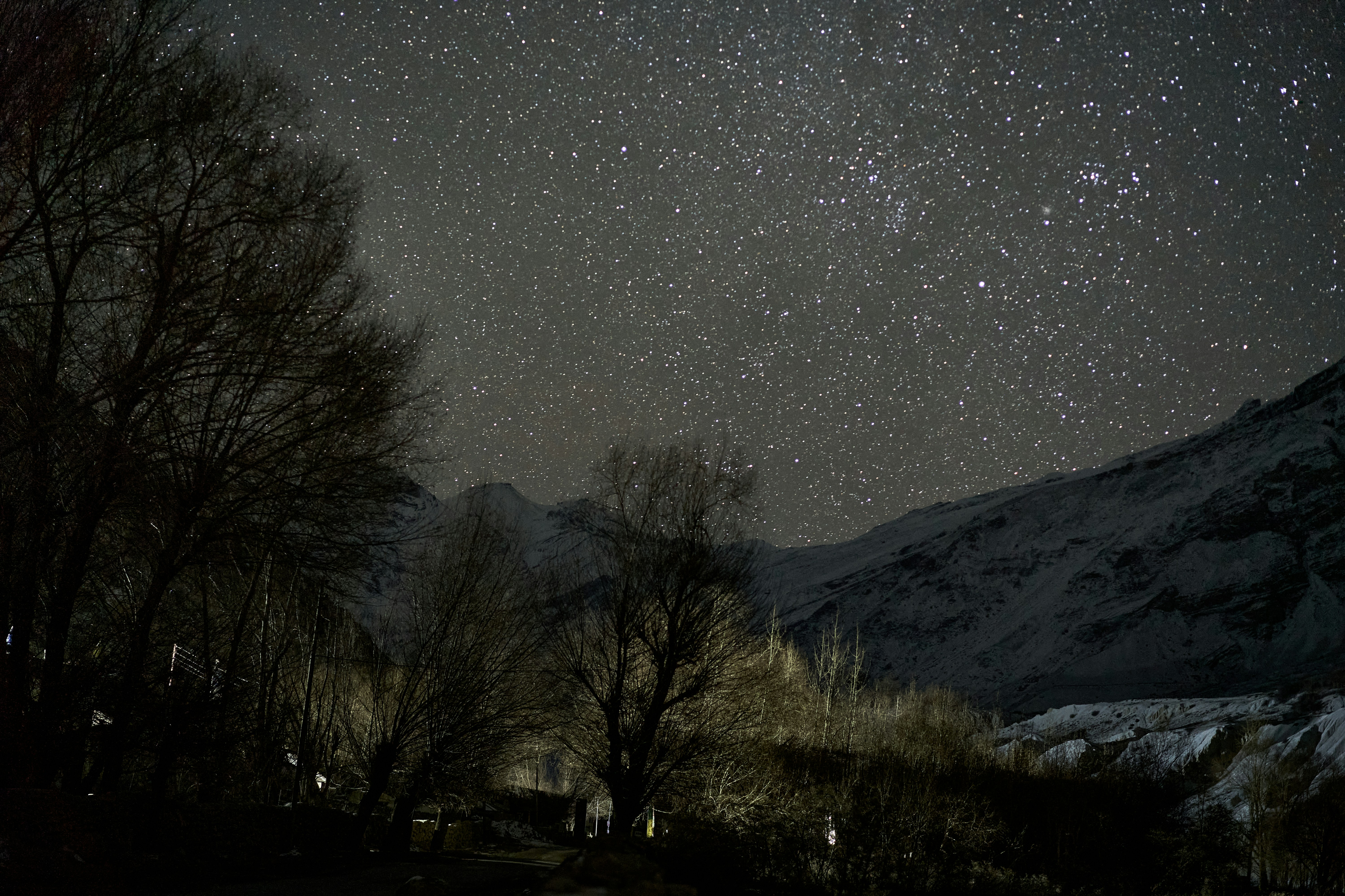 Bare trees silhouetted against a night sky filled with bright stars above mountains