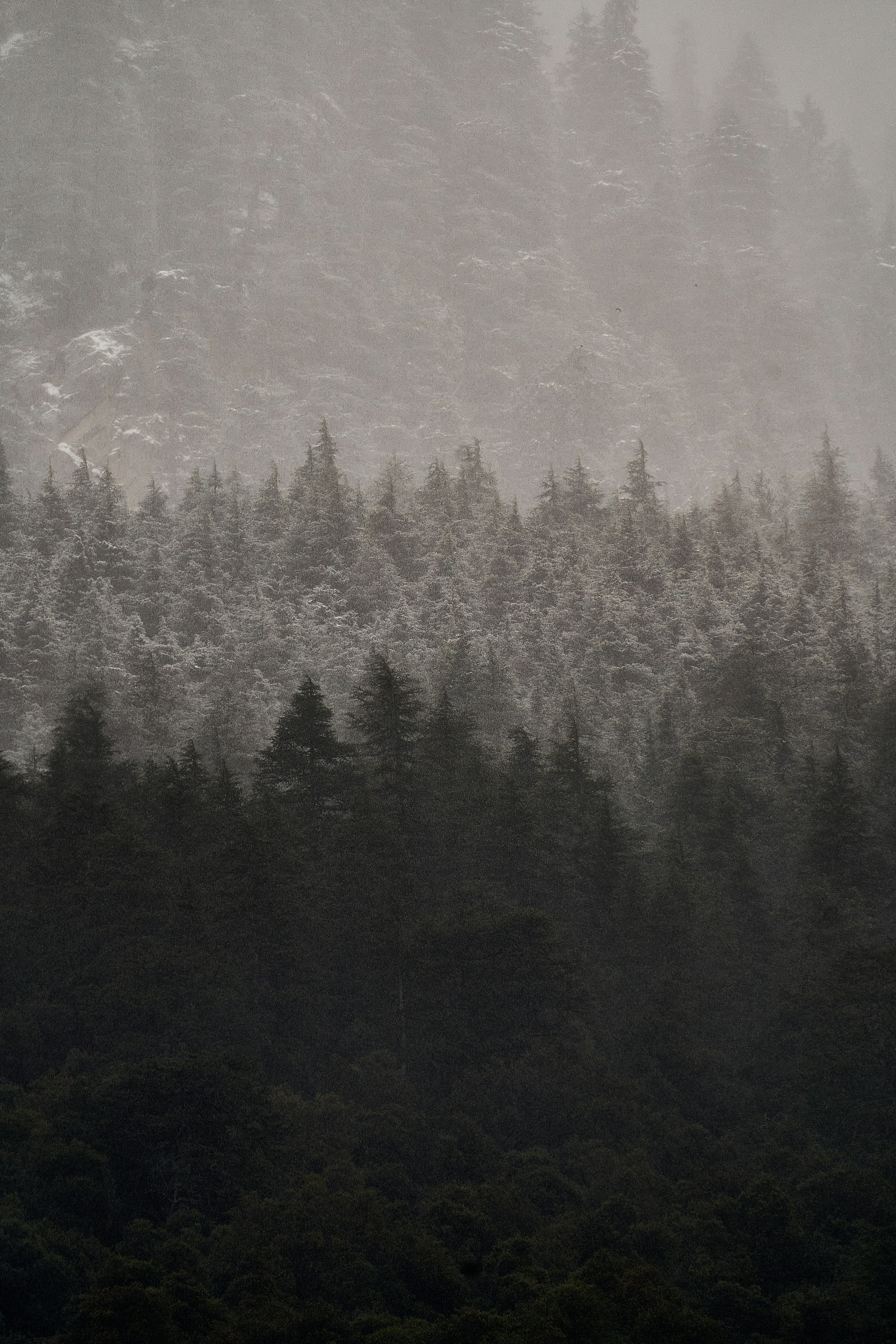 Dense evergreen forest covered in light snow under a misty grey sky