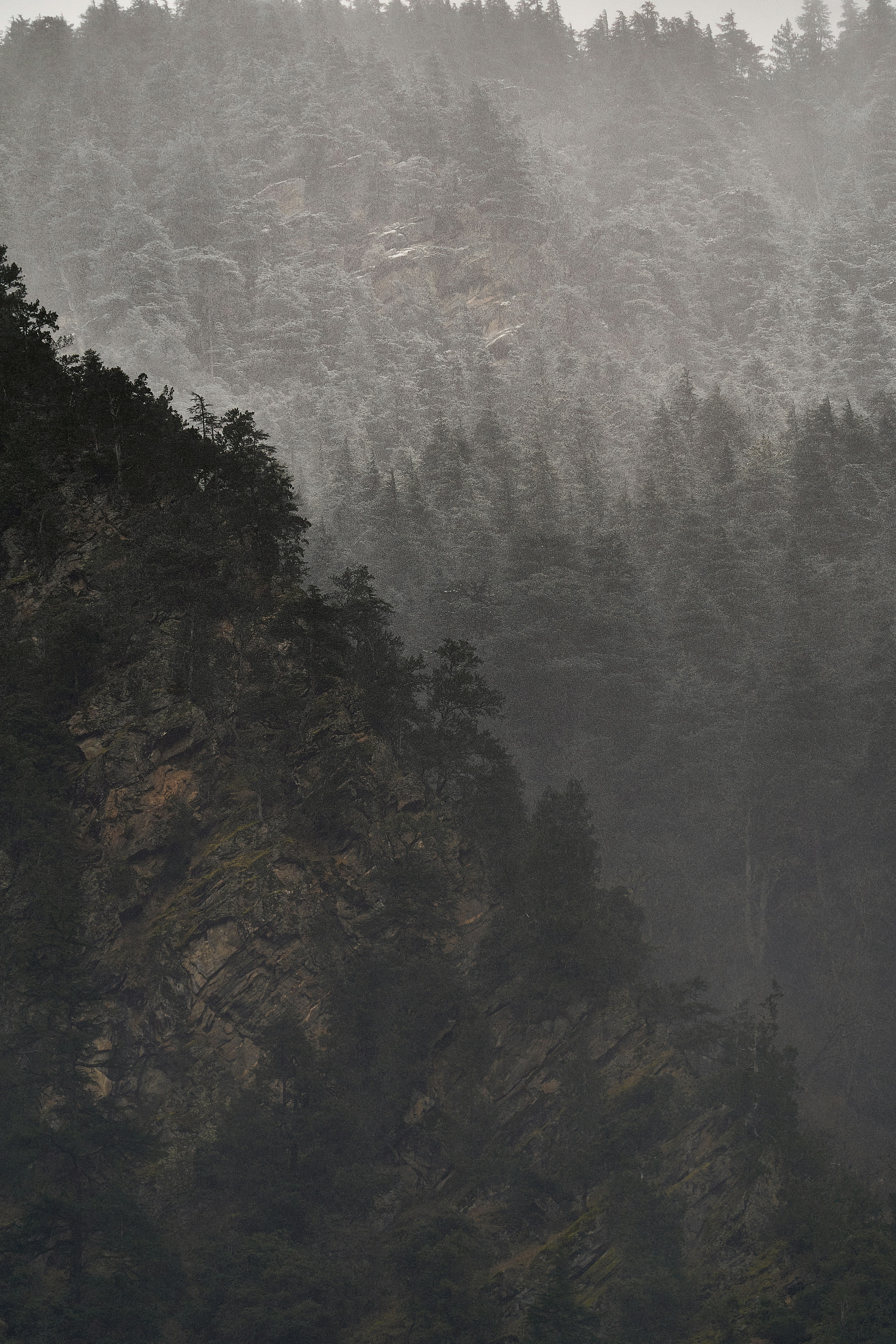 A steep rocky cliffside covered in pine trees during a light snowfall