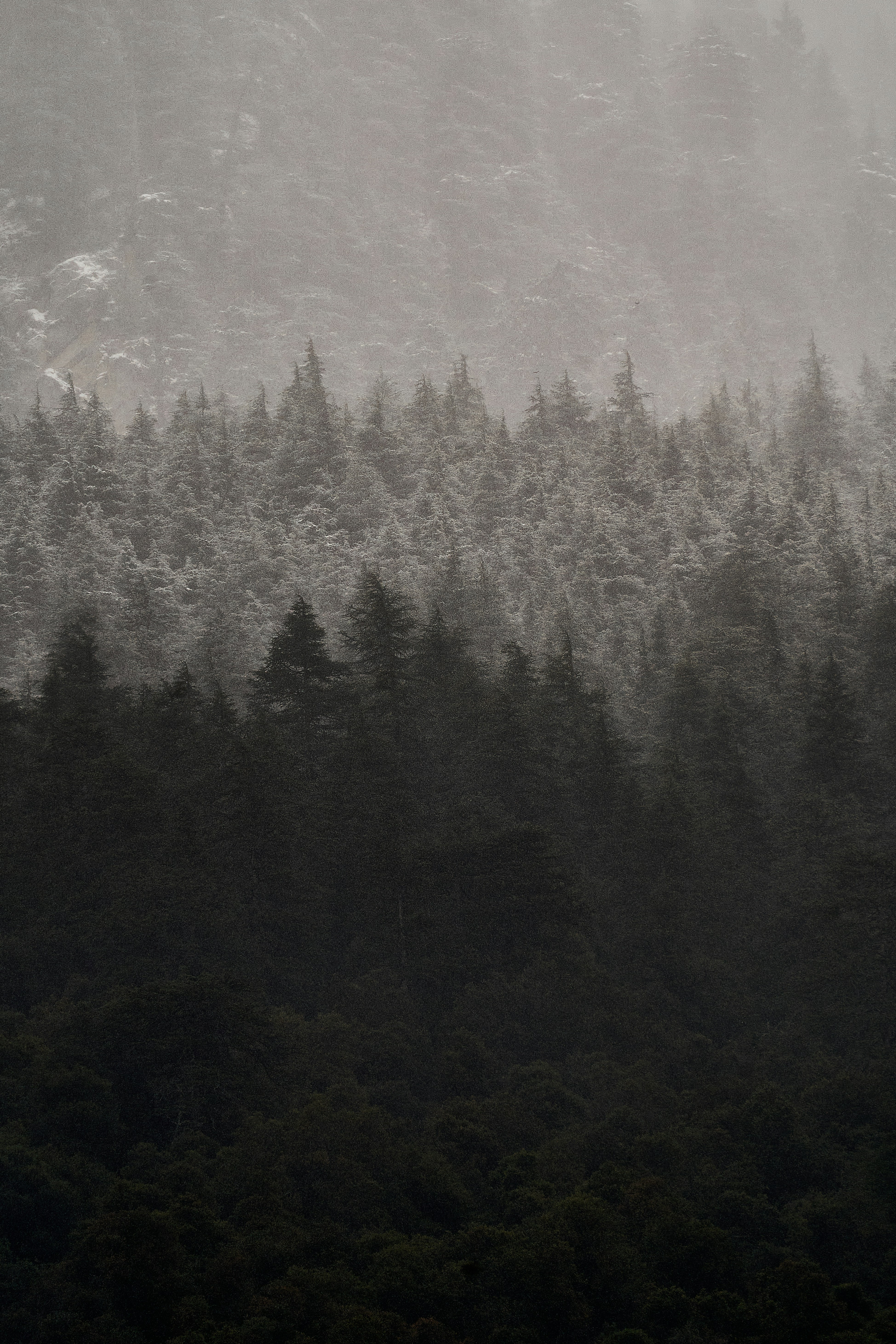 A dense forest of pine trees partially obscured by heavy mist and snow
