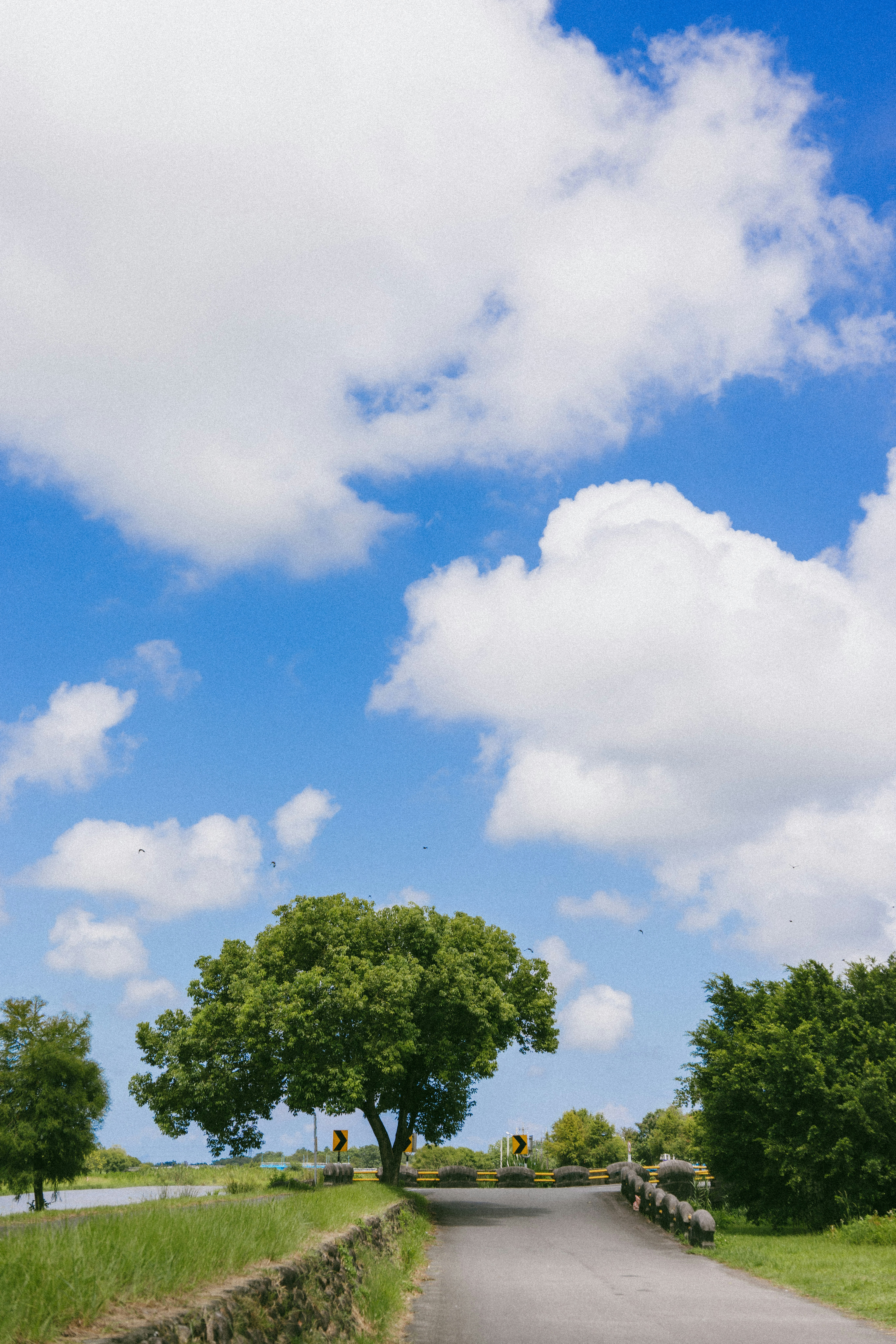 A paved road winding past a green tree under a bright blue sky