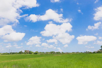 A bright green rice field under a vast blue sky with white clouds