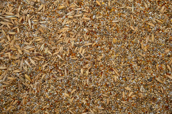 Poultry feed grains