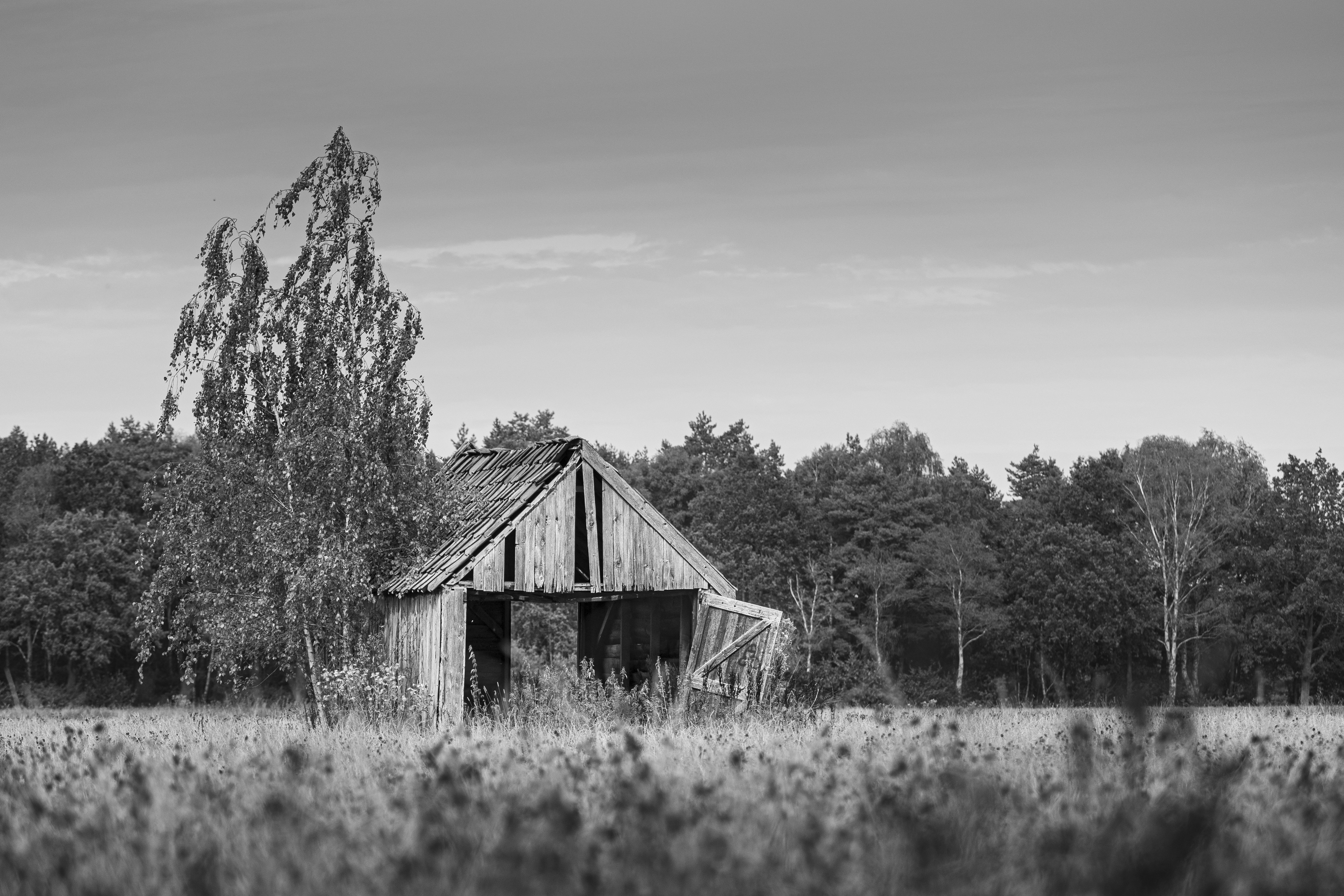 A dilapidated wooden barn beside a tall birch tree in a grassy field