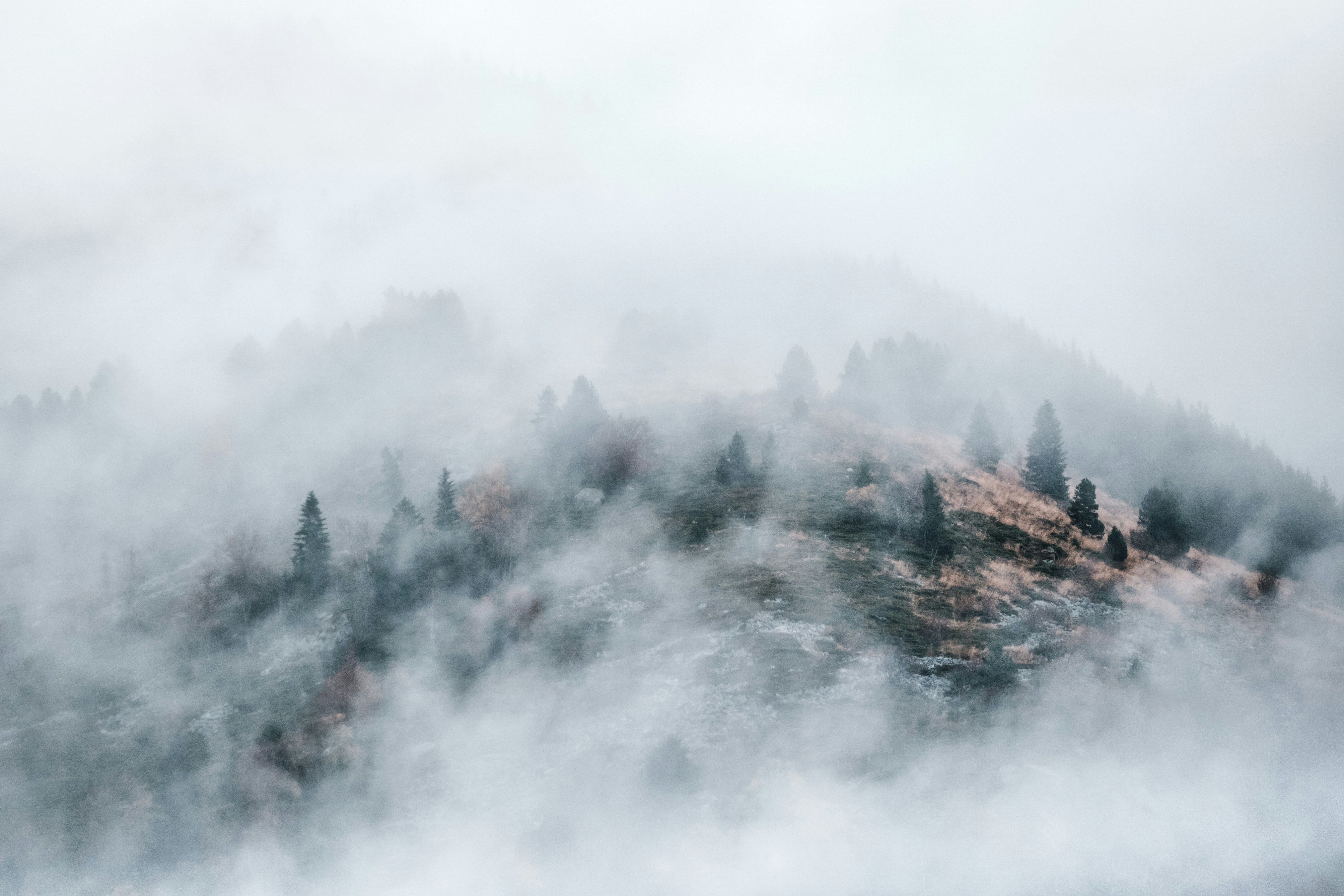 Coniferous trees on a grassy hillside partially obscured by thick rolling fog