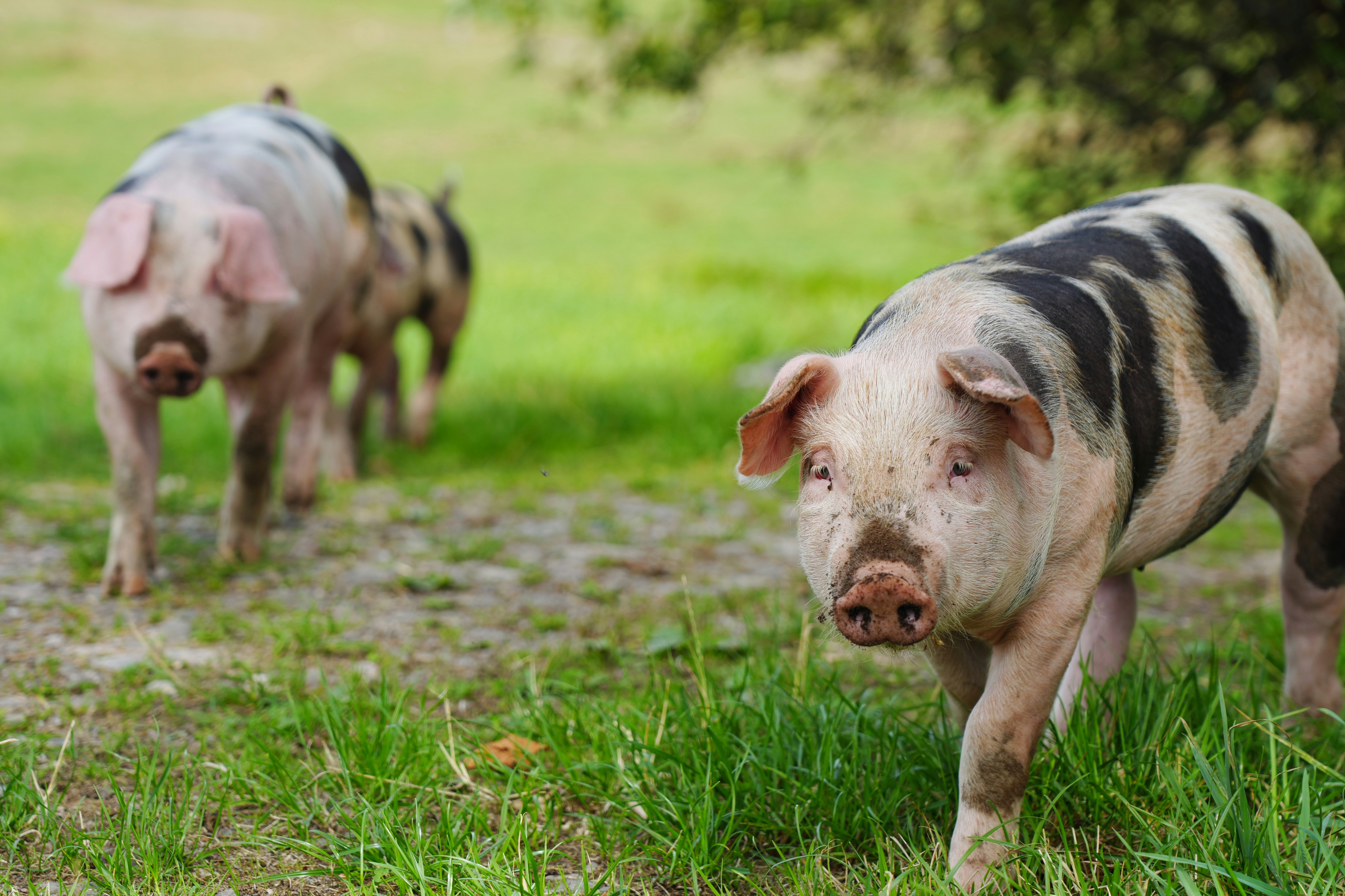 Two spotted pigs walking on a grassy path near a tree