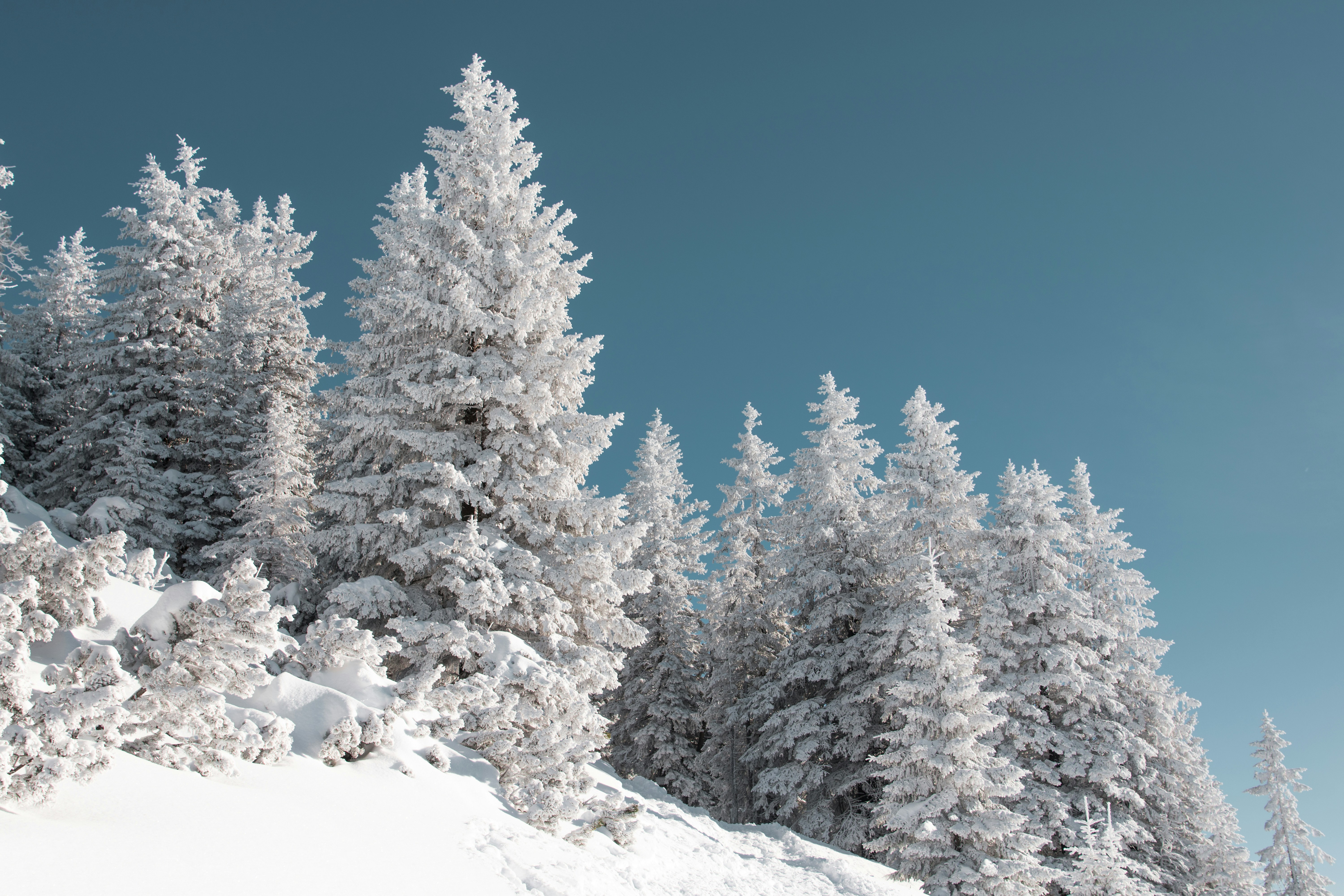 Snow-covered pine trees on a hillside against a clear blue sky