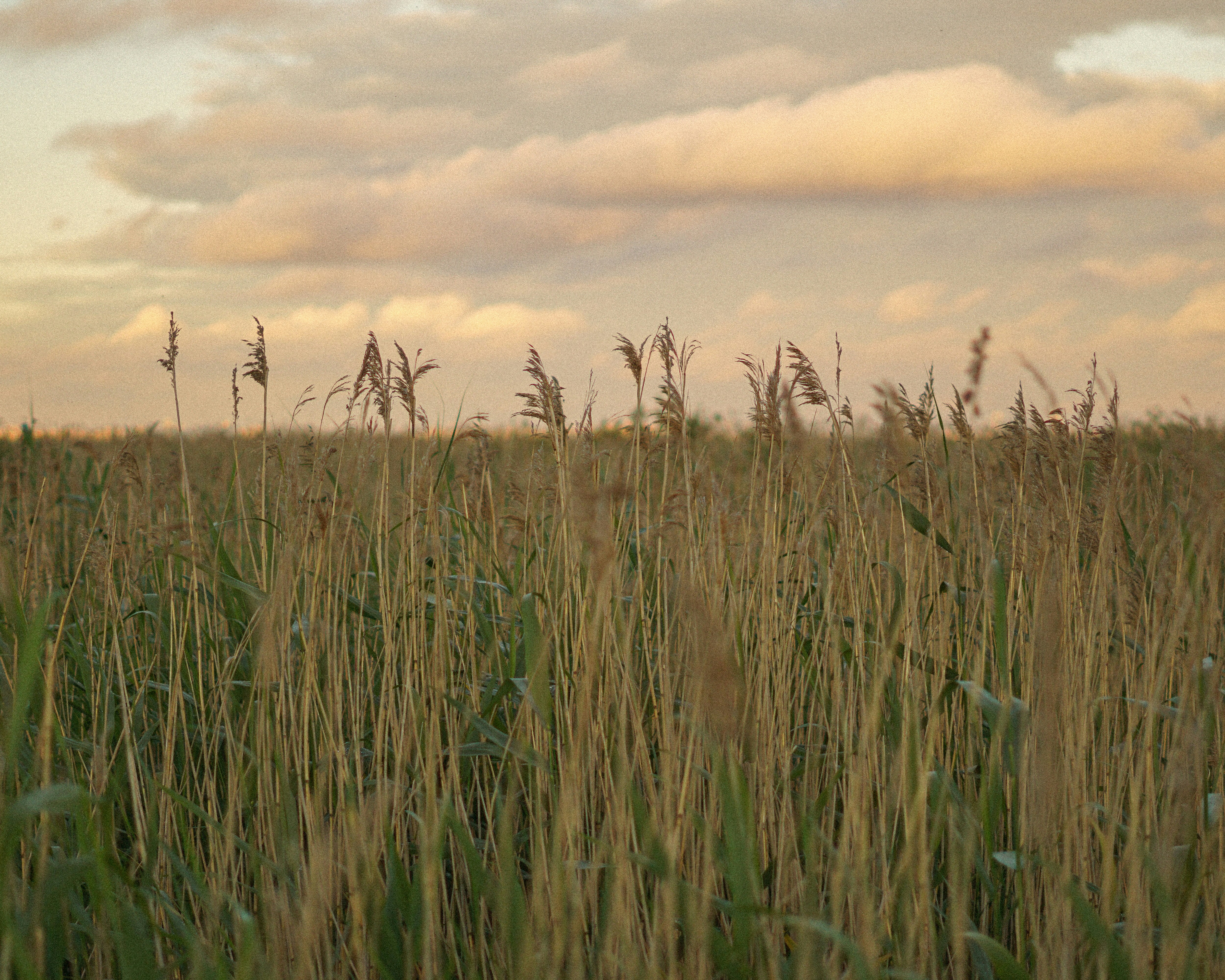 Tall reeds in a field under a soft cloudy sky at golden hour