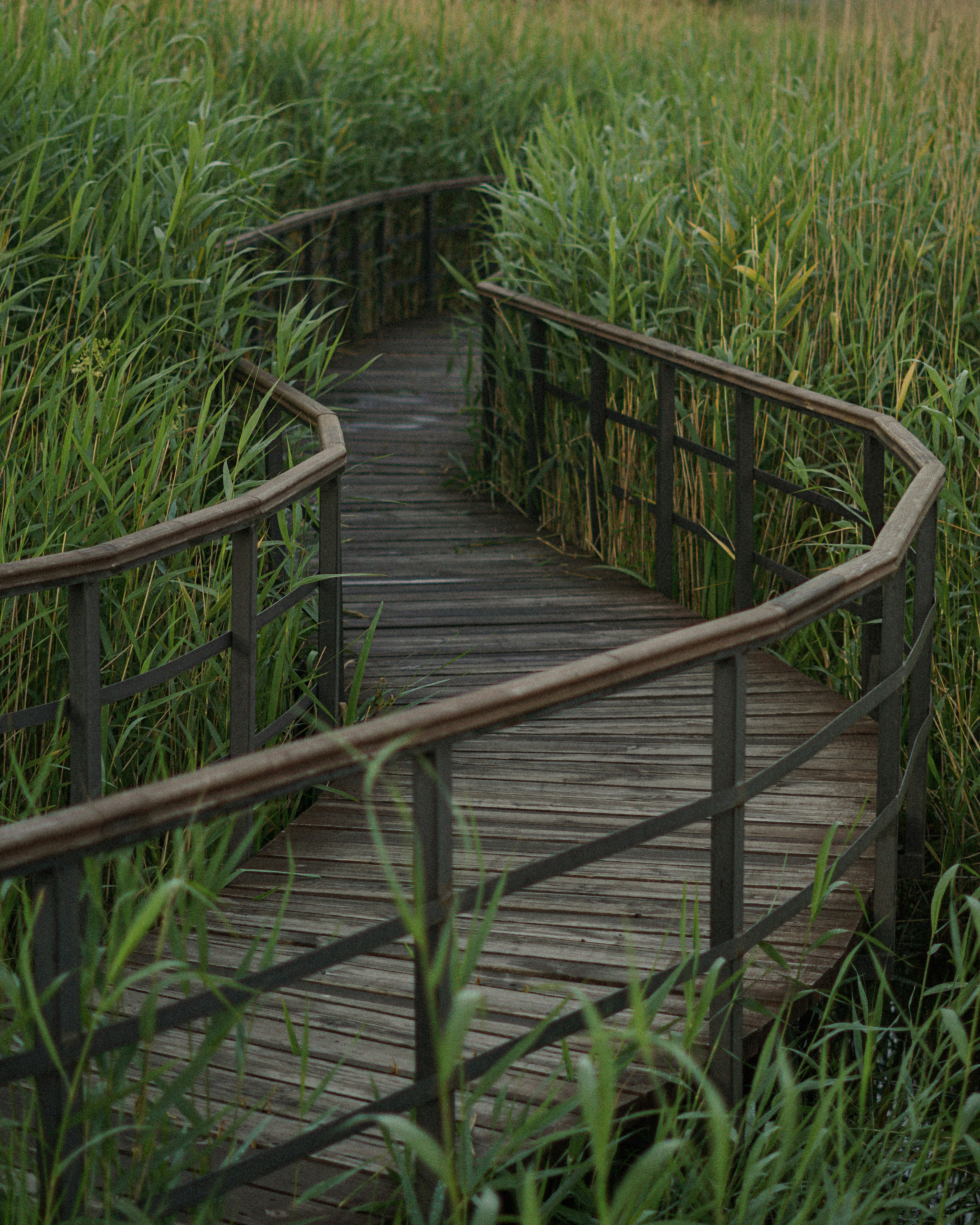 A wooden boardwalk winding through tall green reeds in a marshy area