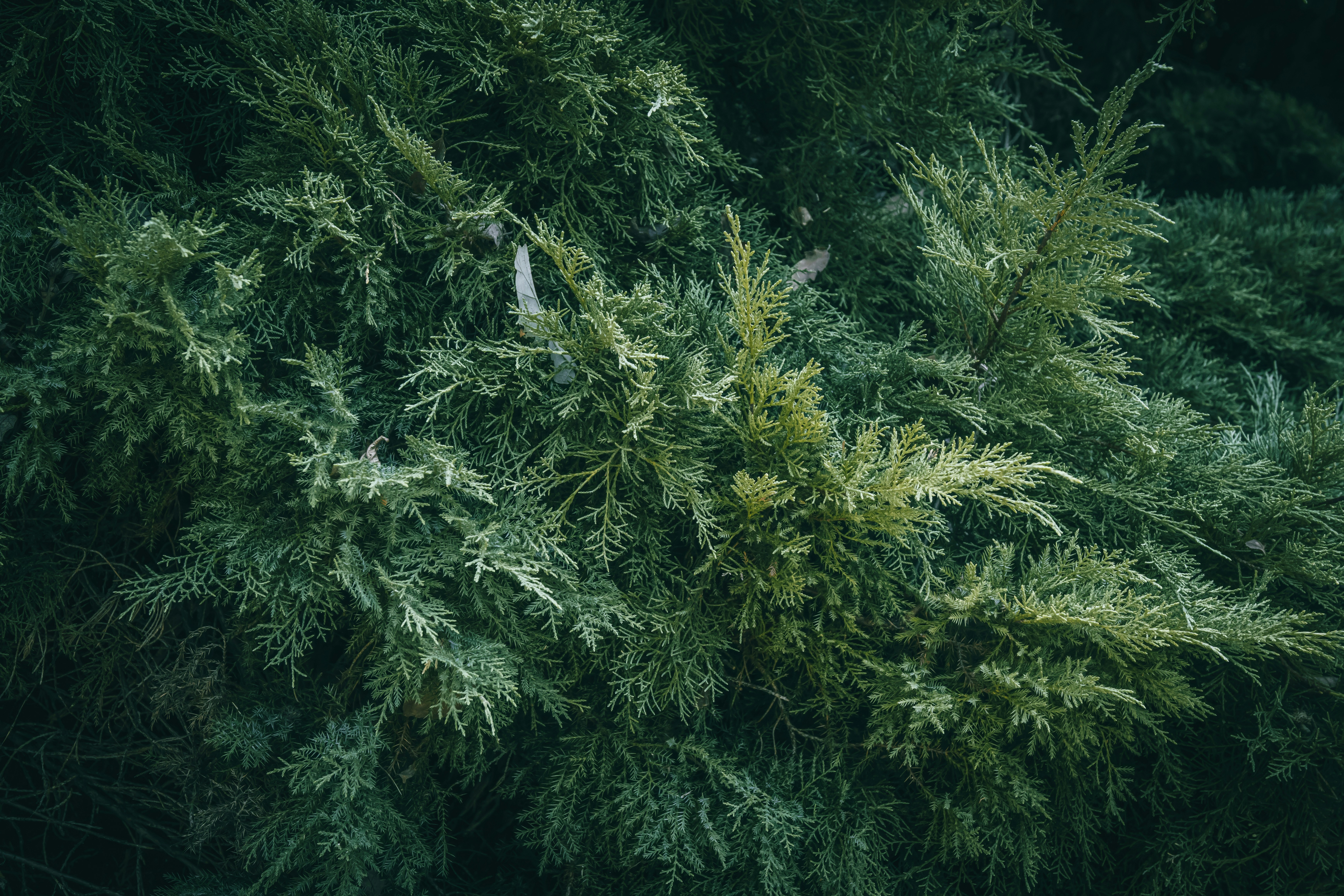Daun cedar hijau tua yang padat dengan ujung hijau muda dalam pola alami