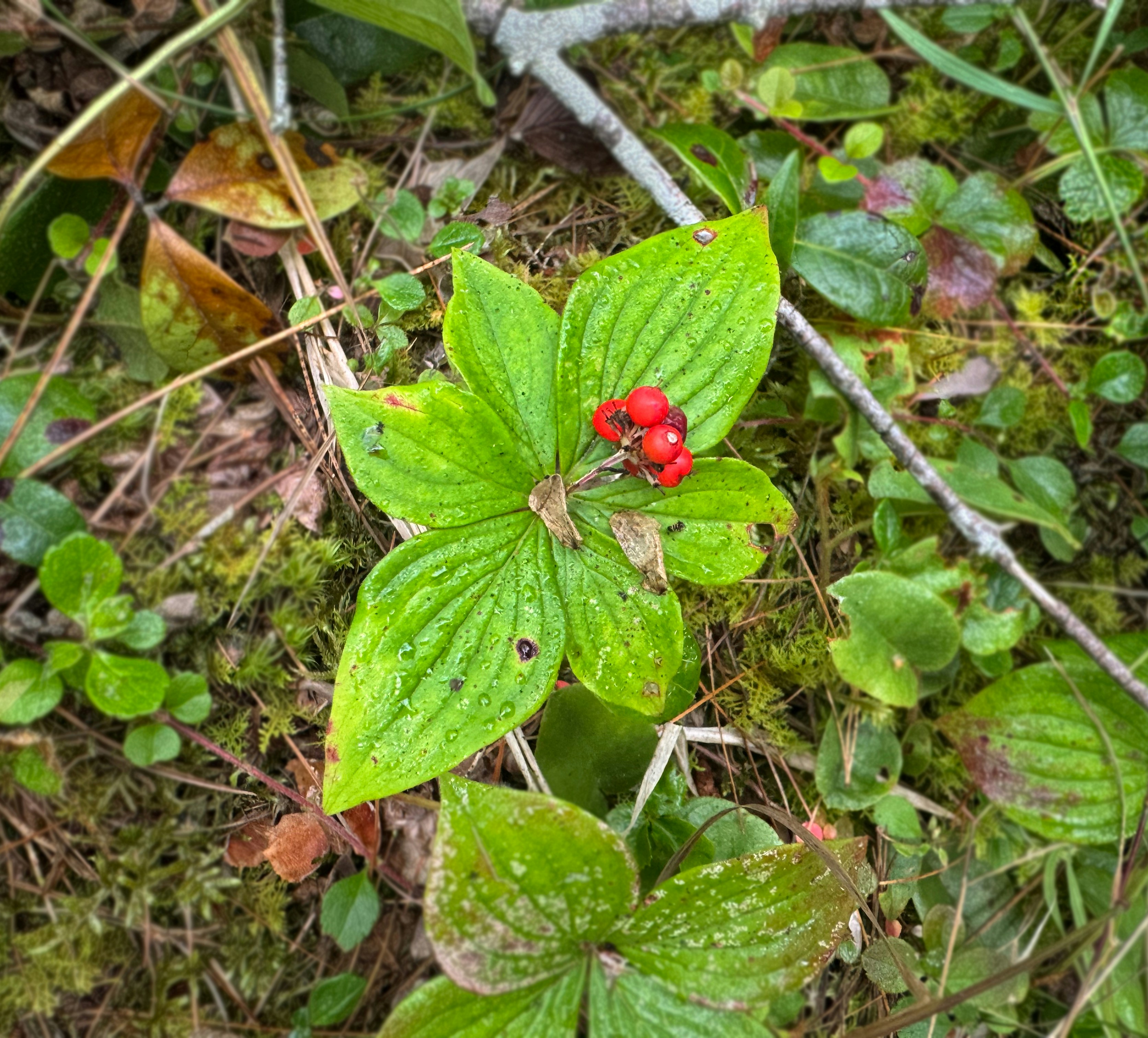 Close-Up of Wild Red Bunchberry Cluster in the Woods