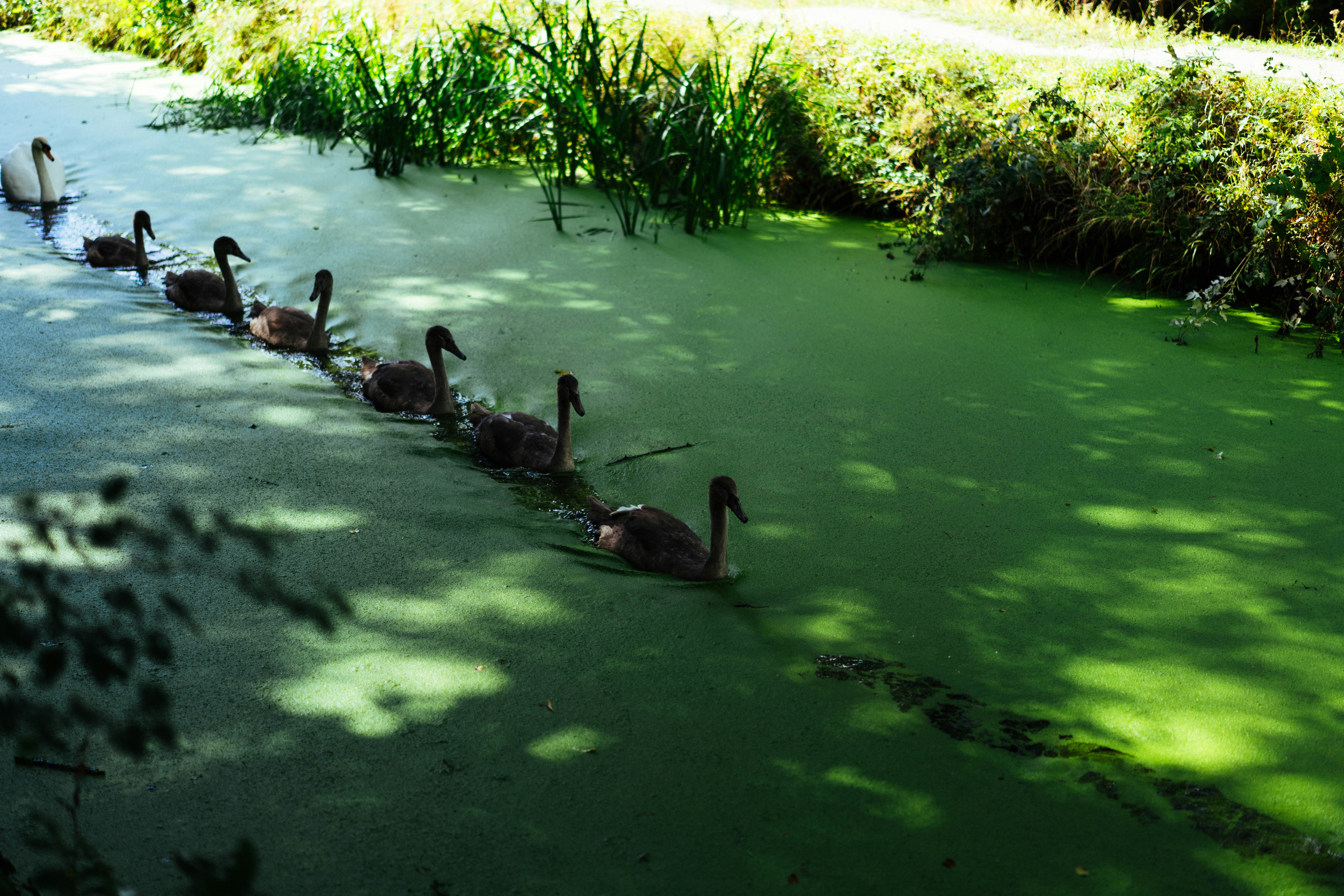 An adult swan and five cygnets swimming in a green algae covered canal