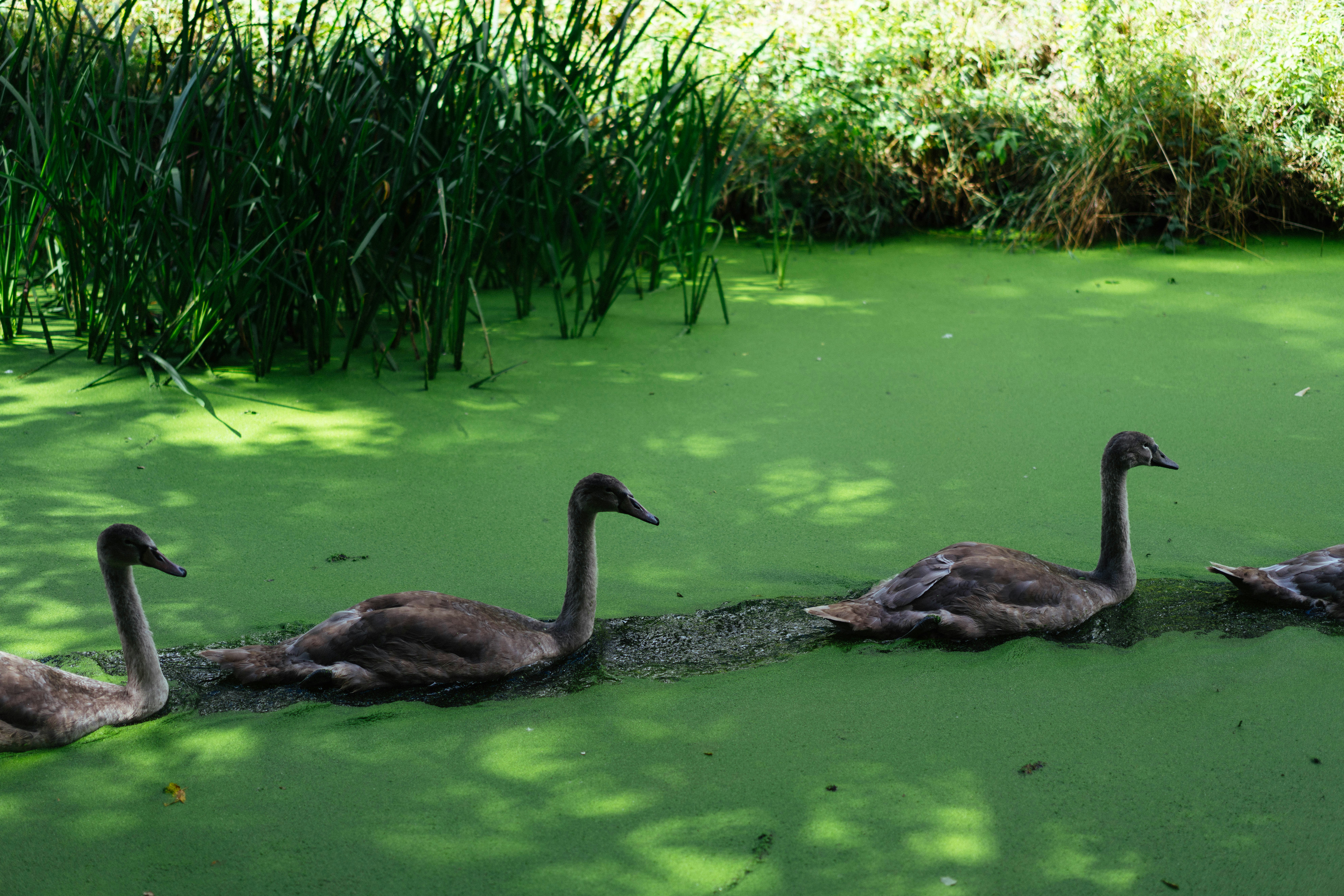 Three young swans swimming in a pond covered with bright green duckweed