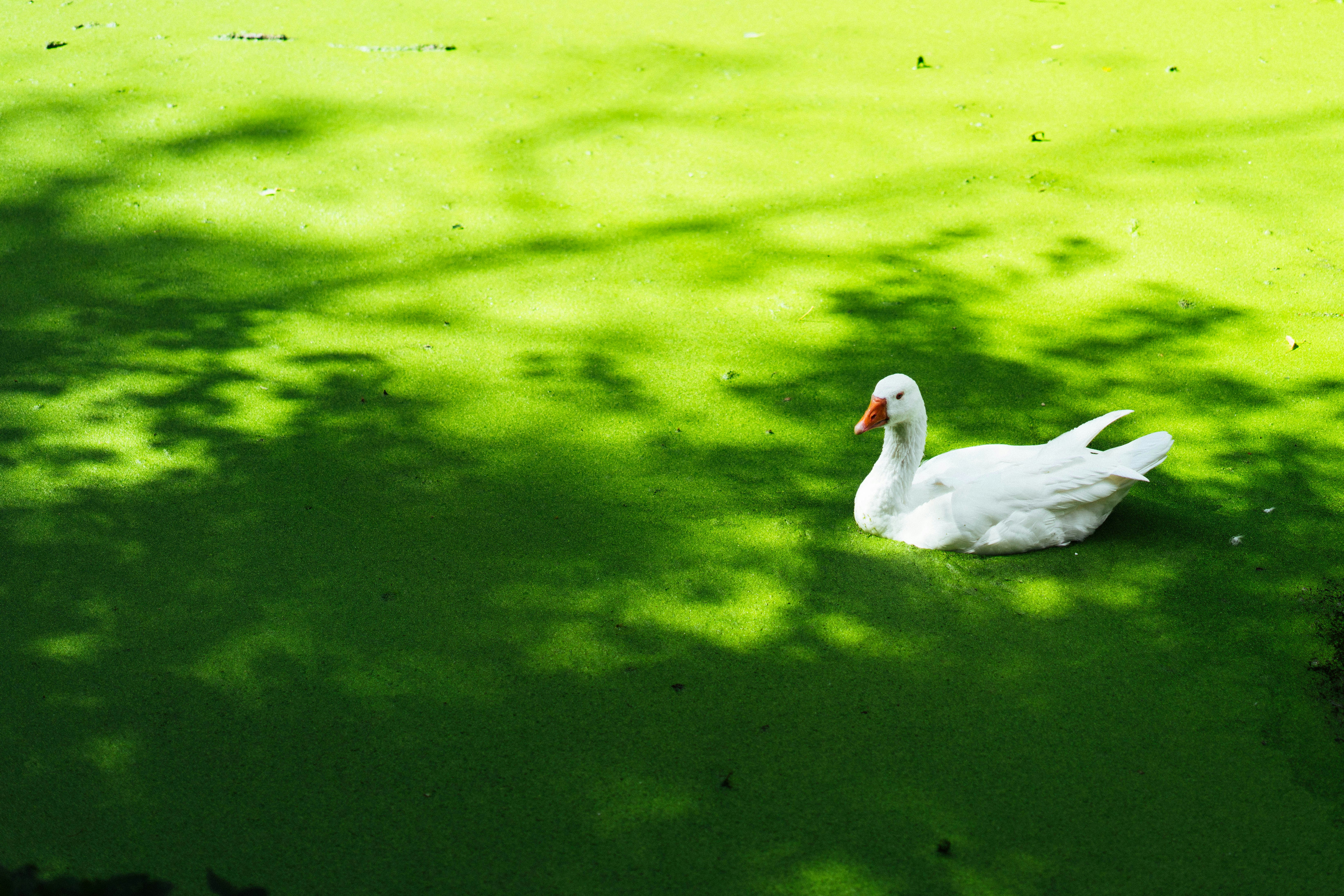 A white goose swimming in a pond covered with bright green duckweed