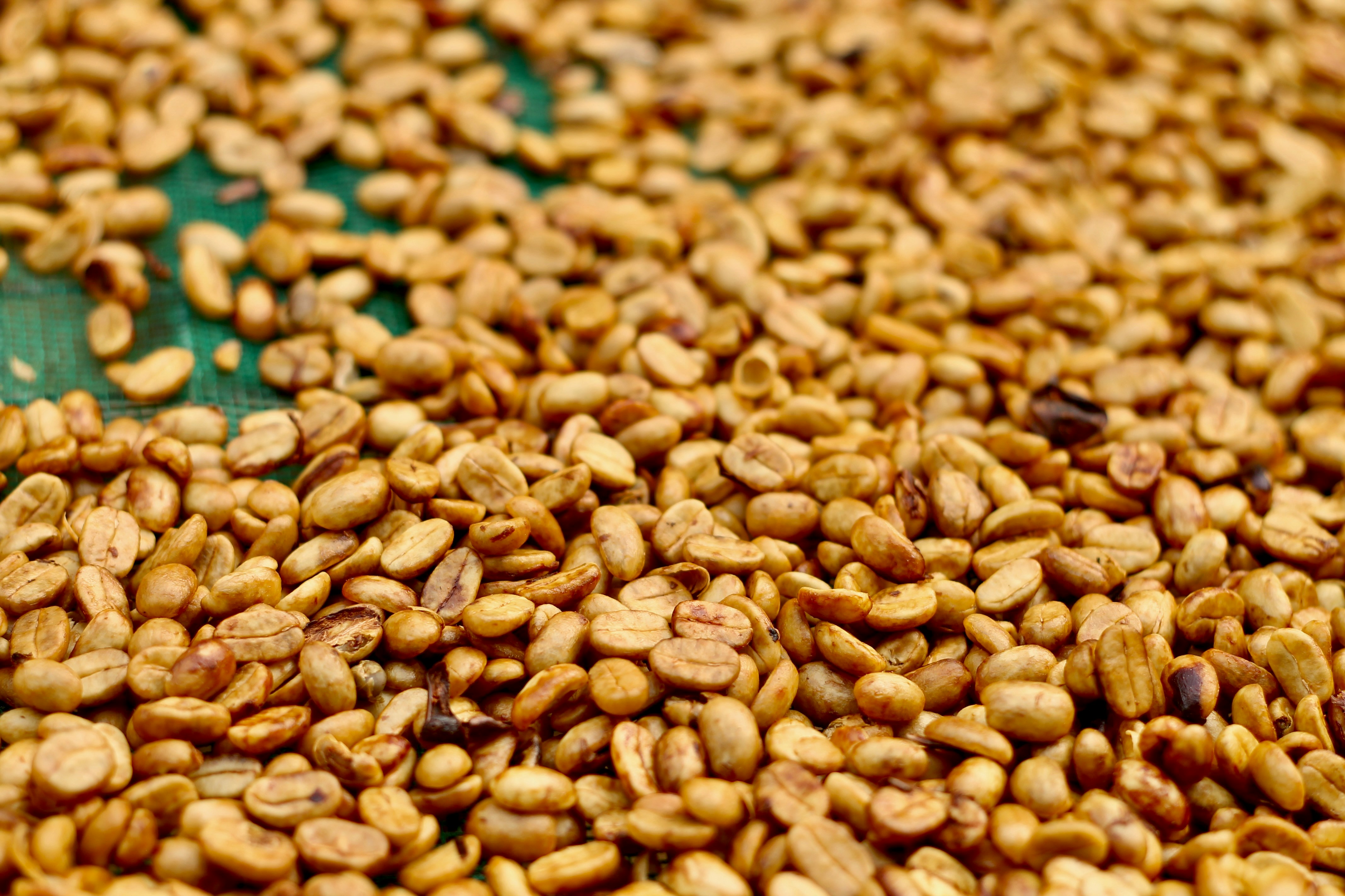 Coffee beans drying in the sun