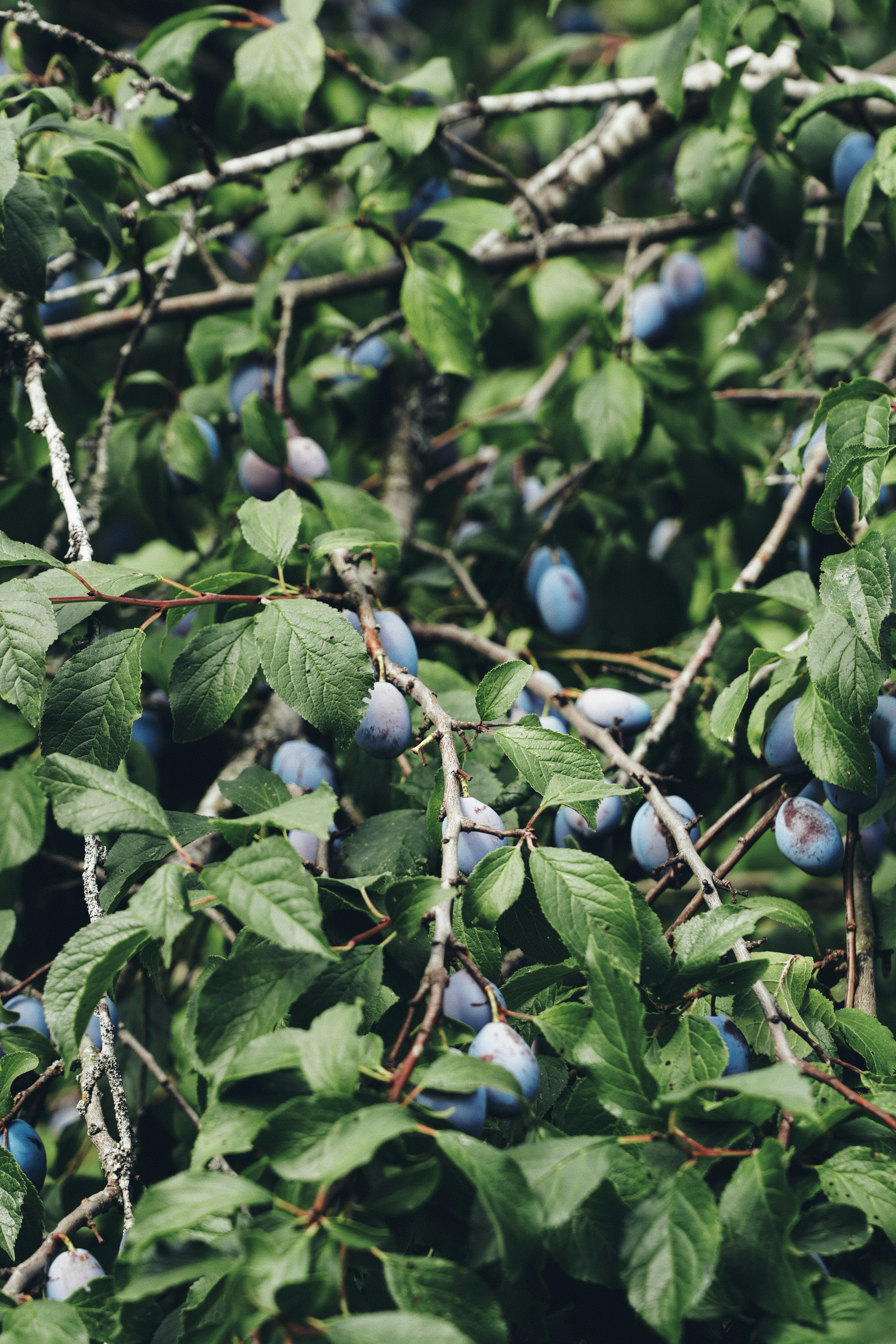 Ripe purple plums hanging from the branches of a leafy tree