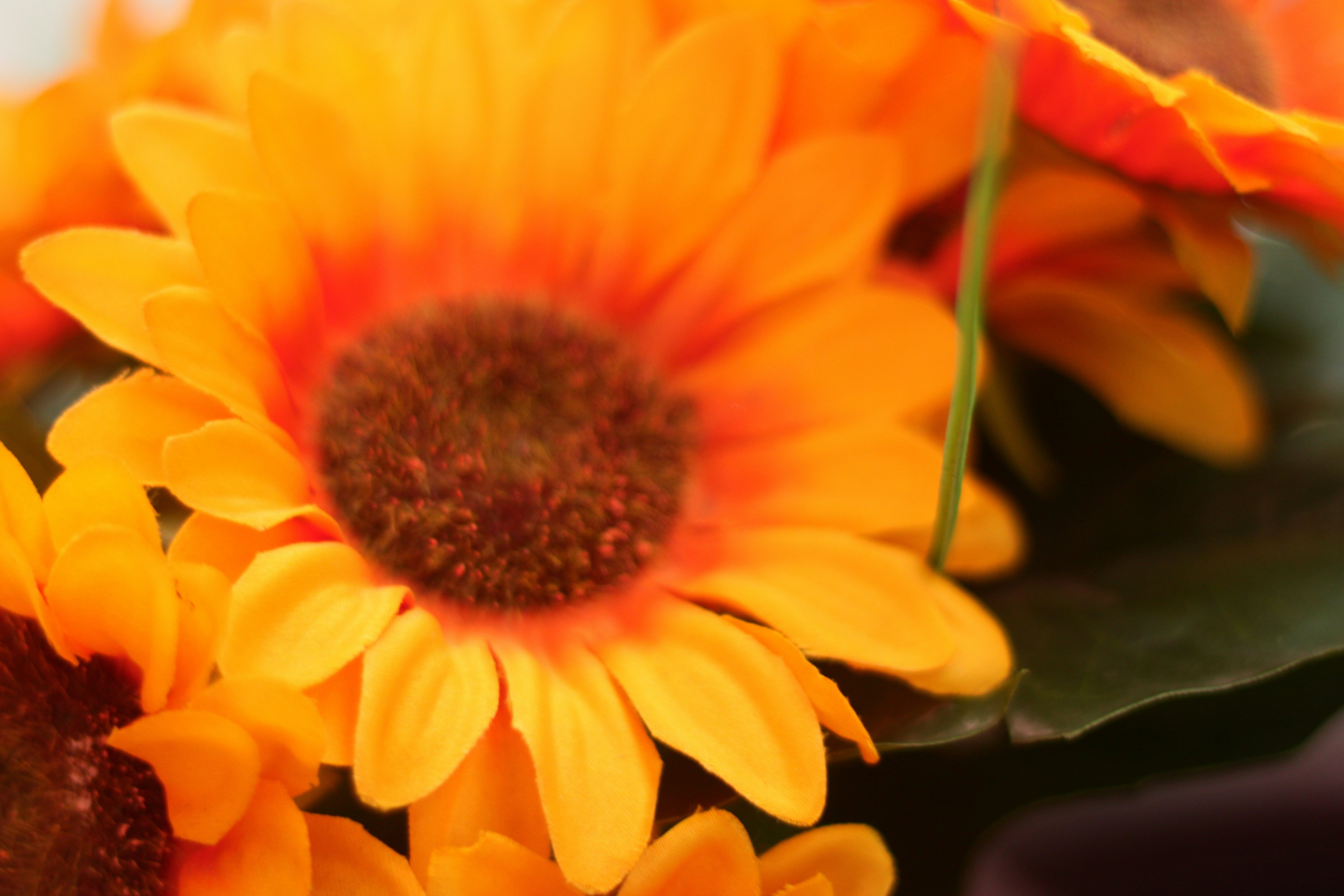Primer plano de pétalos de gerbera naranja brillante con un centro marrón oscuro
