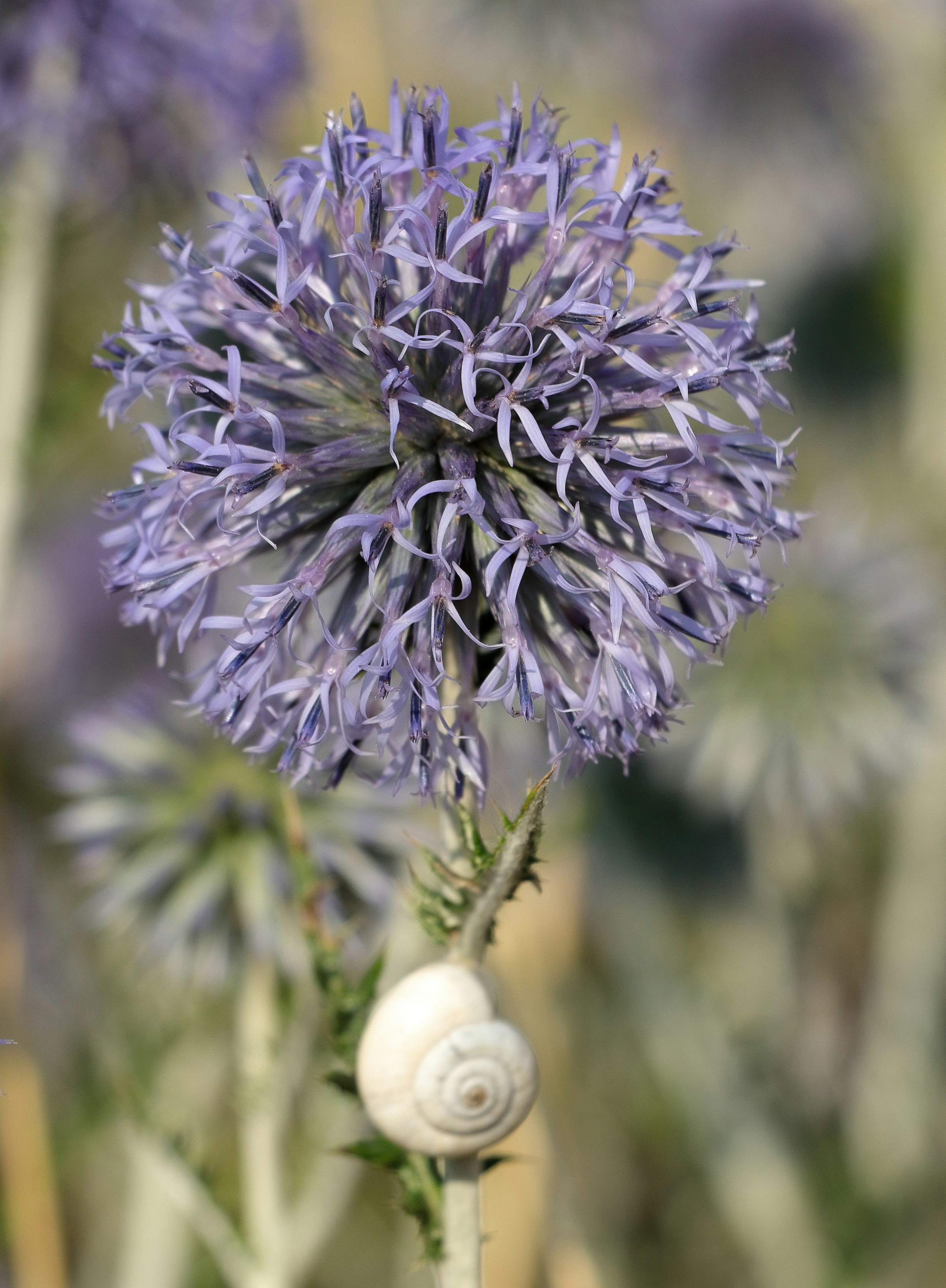 Flor de cardo globo con concha de caracol - Foto gratuita en Unsplash