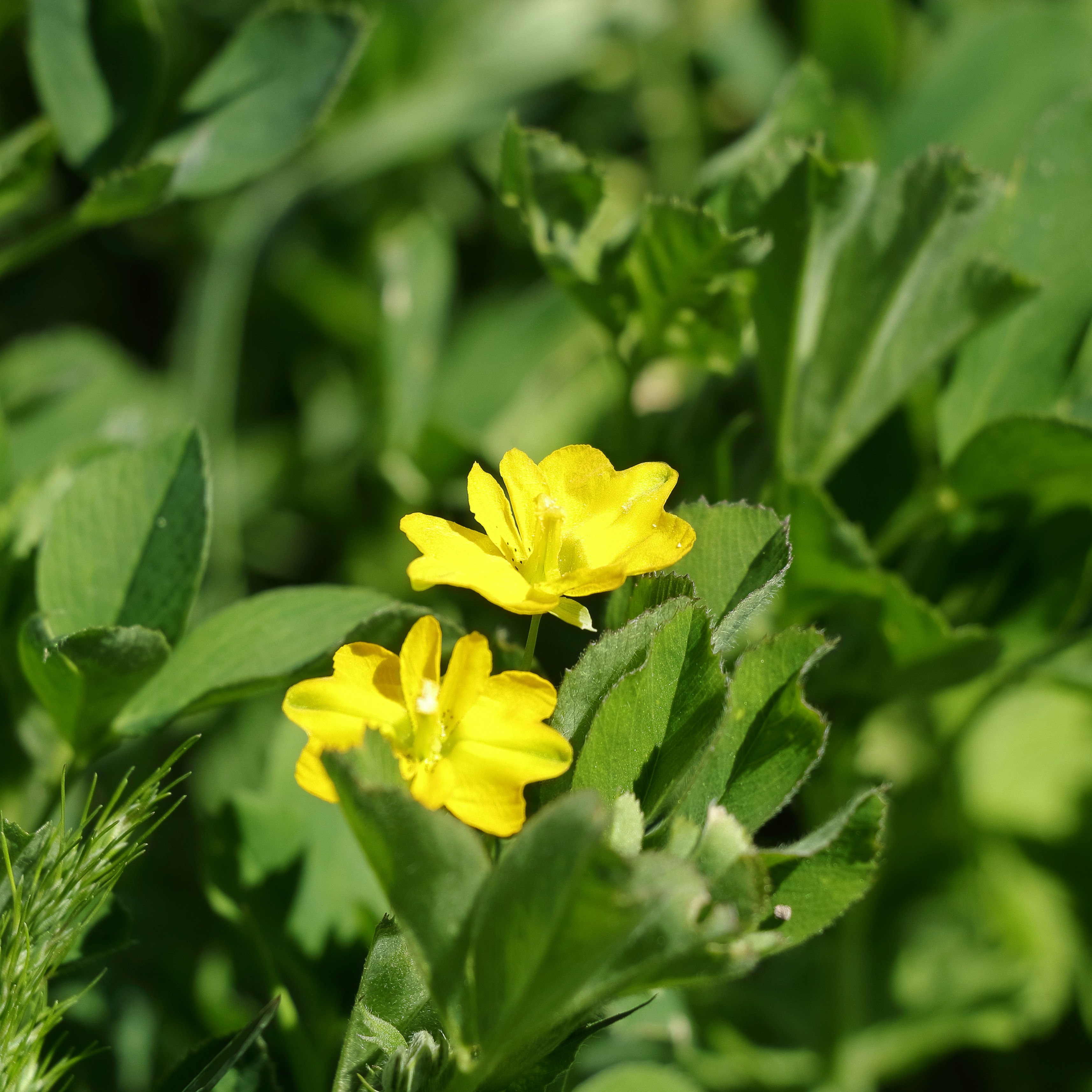 Due fiori giallo brillante che sbocciano tra le foglie verdi in un prato illuminato dal sole