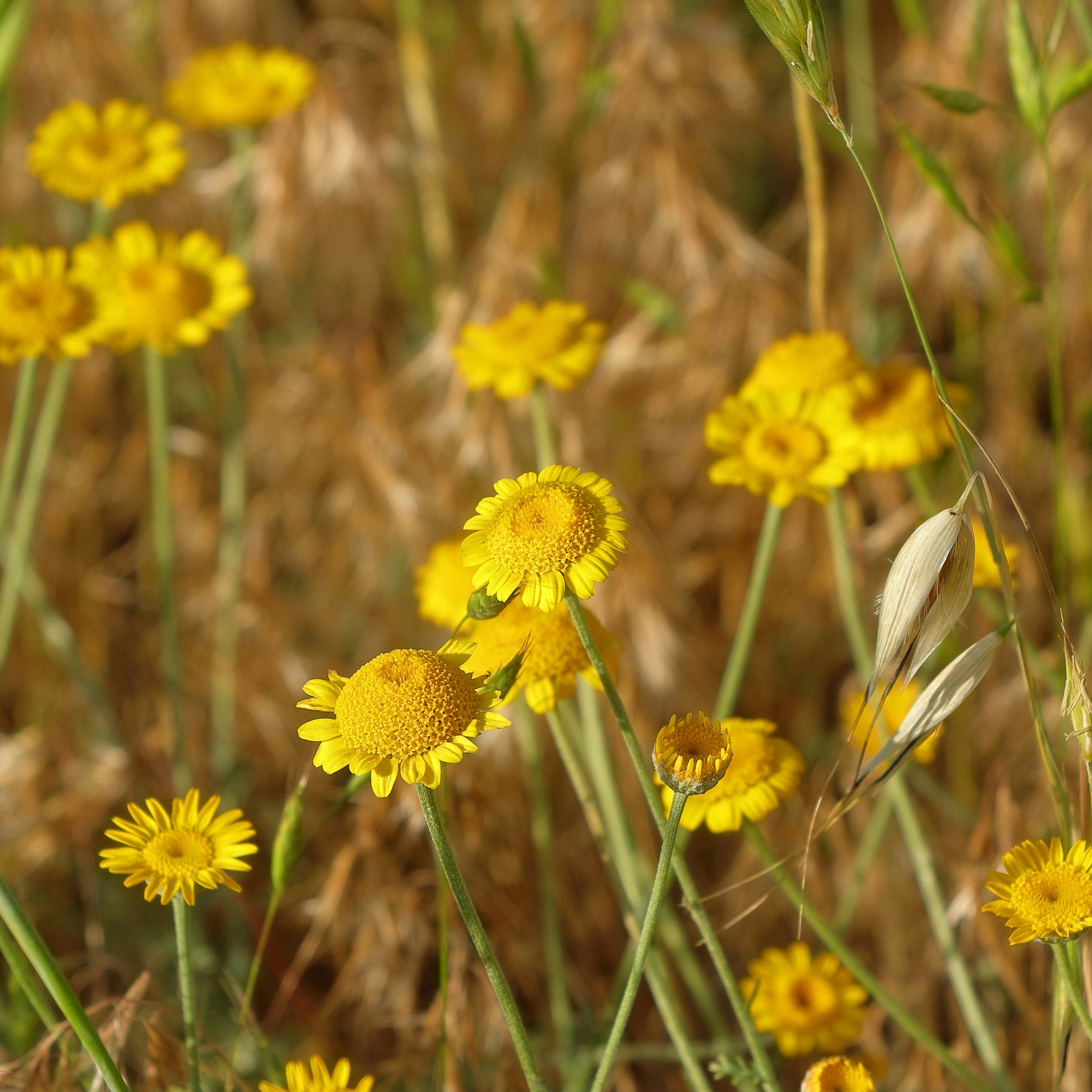 abound: Bright yellow chamomile flowers blooming in a field of dry golden grass