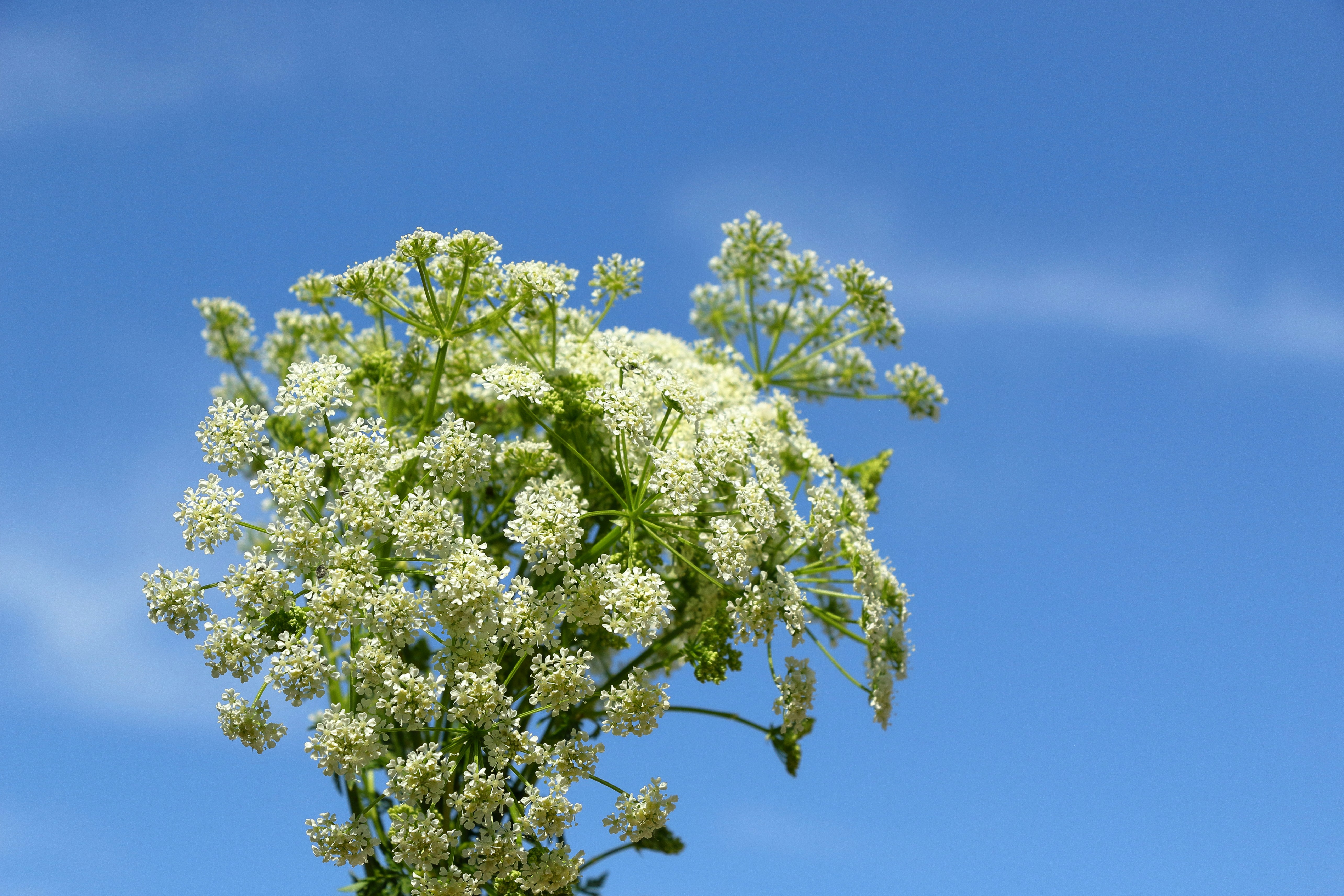 Fleurs de persil de vache contre un ciel bleu - Photo gratuite sur Unsplash