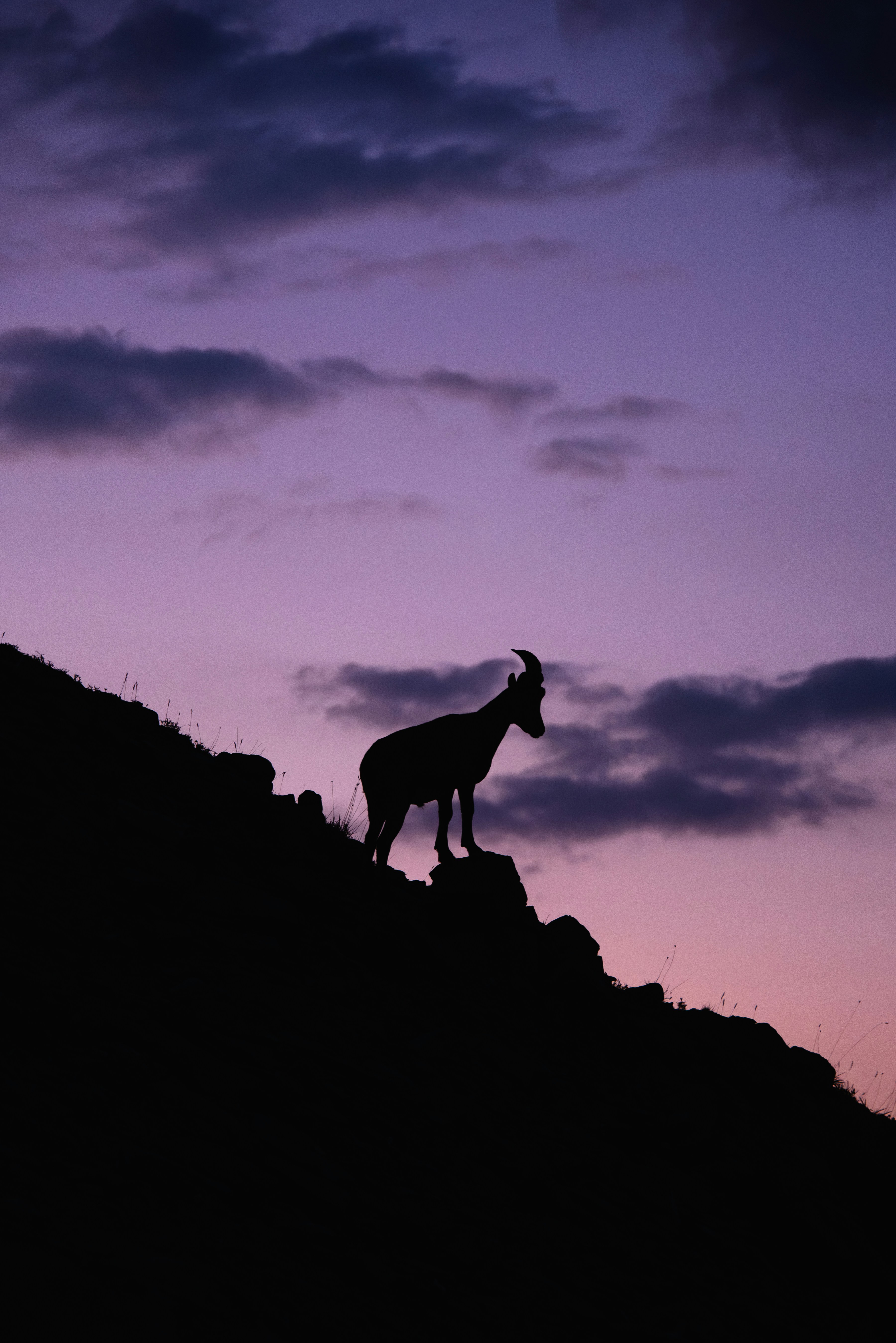 A goat silhouette on a rocky ridge against a purple and pink sky
