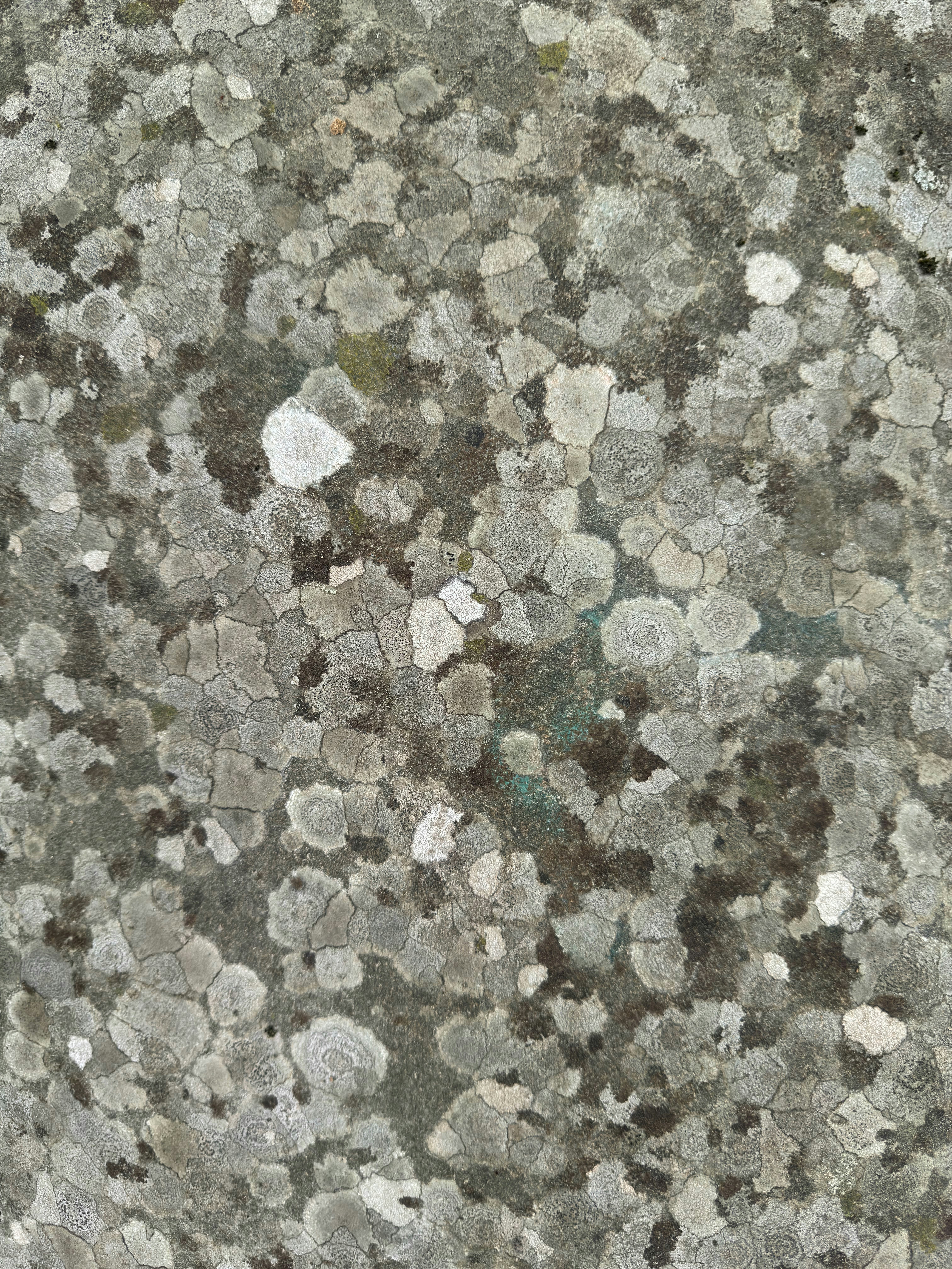 Detailed Natural Rock Texture with Grey Lichen Patches