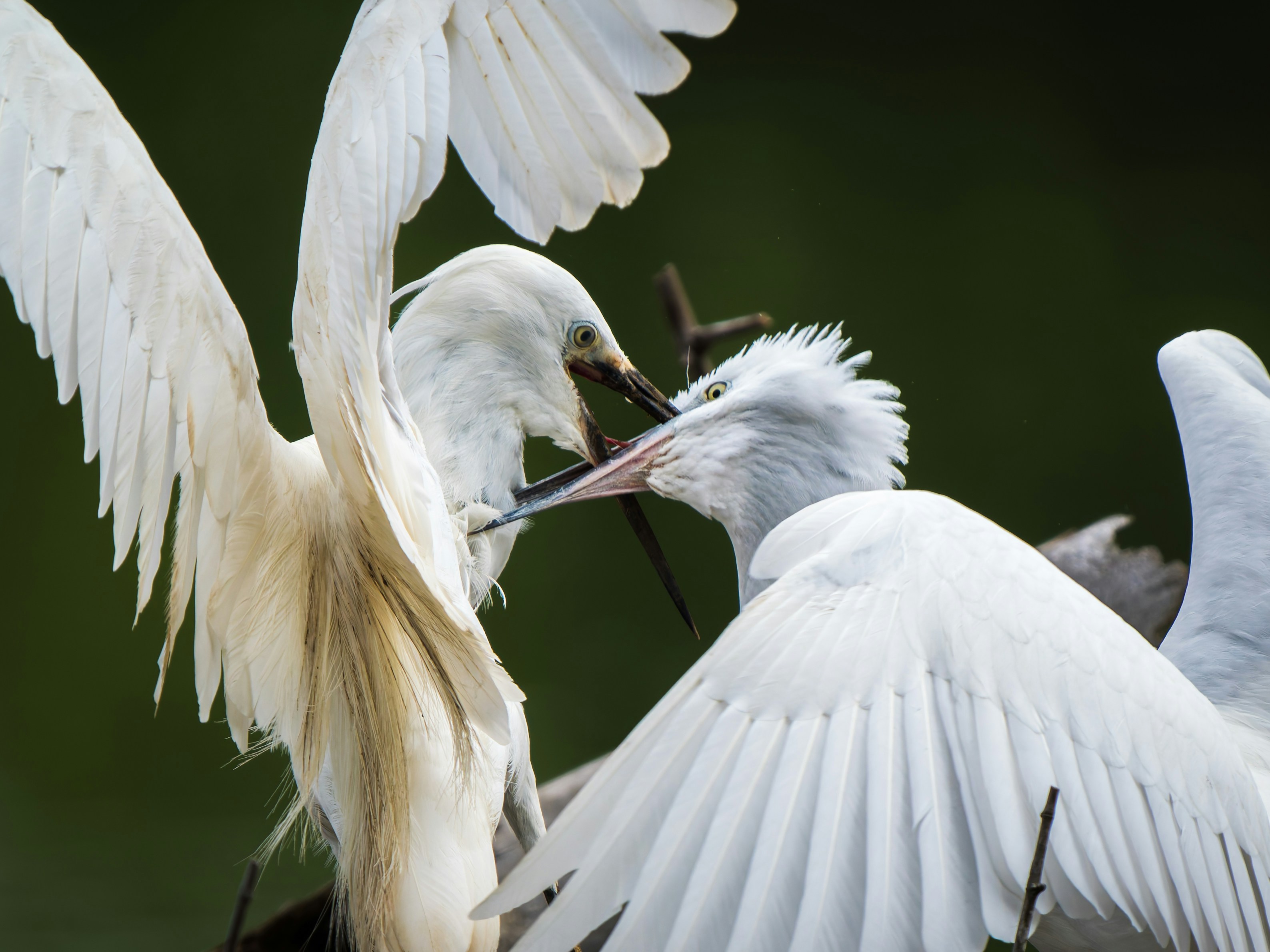 Dos garzas blancas con las alas extendidas interactuando con picos tocando una rama