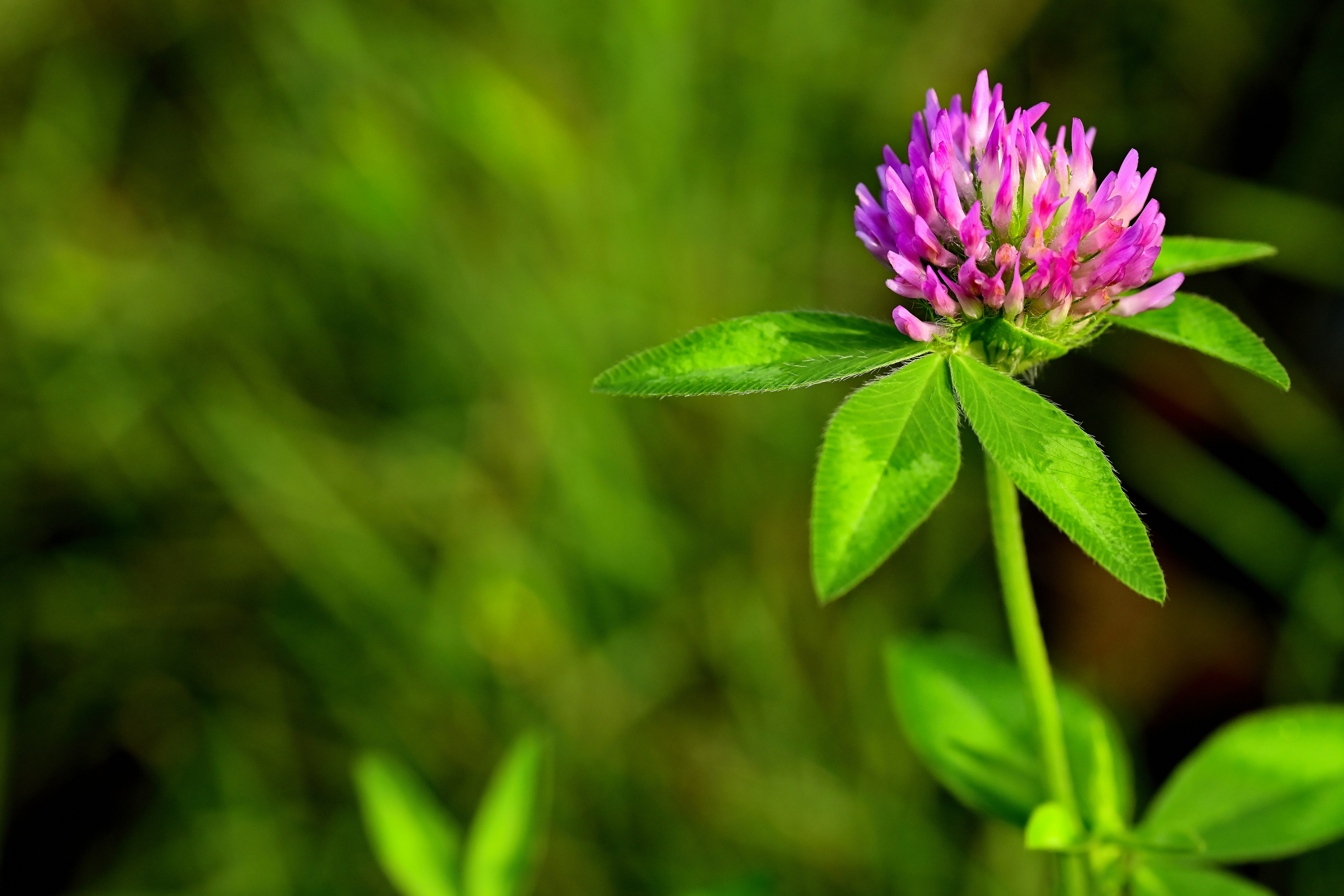 Pink clover flower on green background - Free Photo on Unsplash