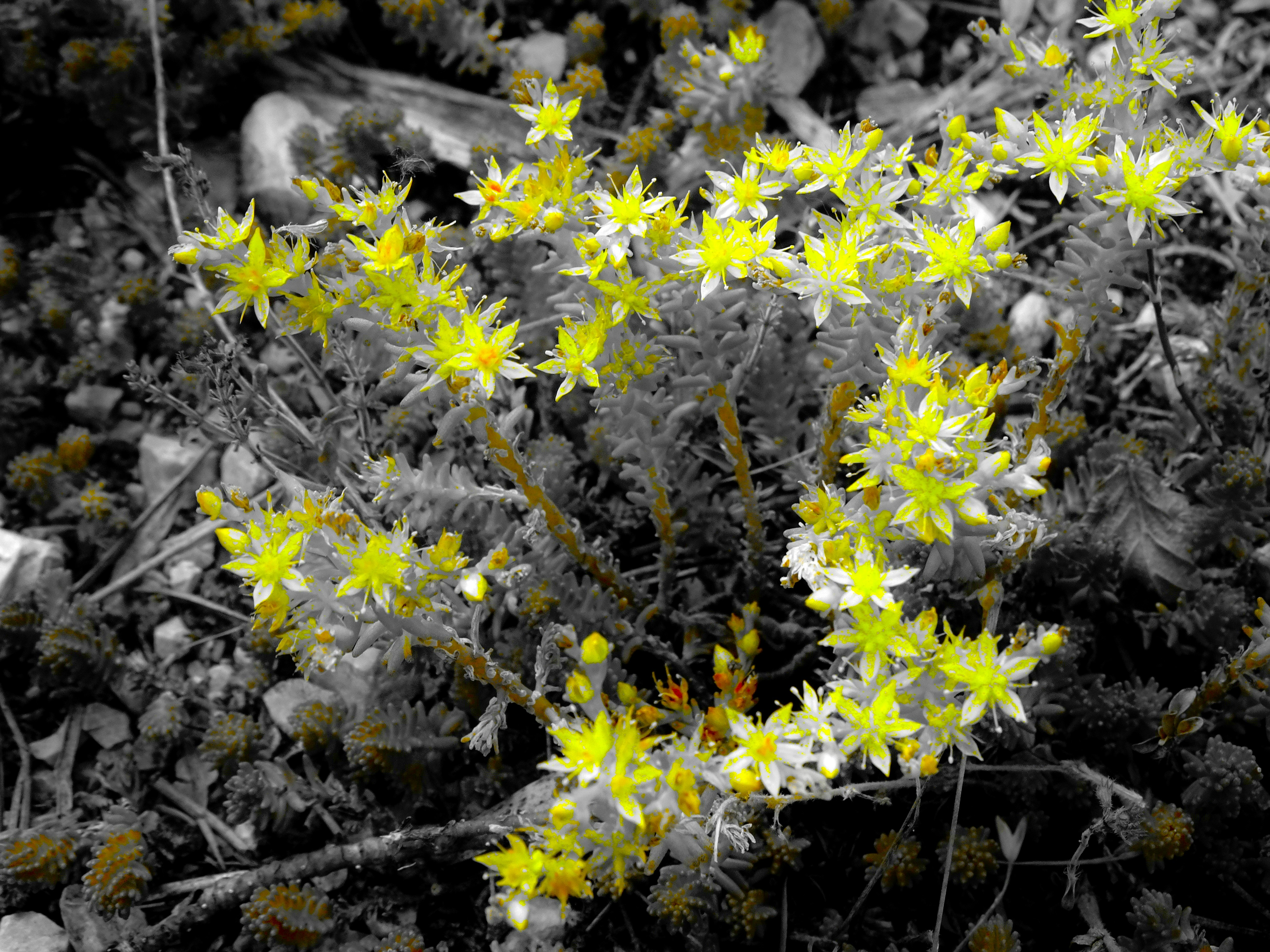 白黒の背景に植物の明るい黄色の星形の花が描かれています
