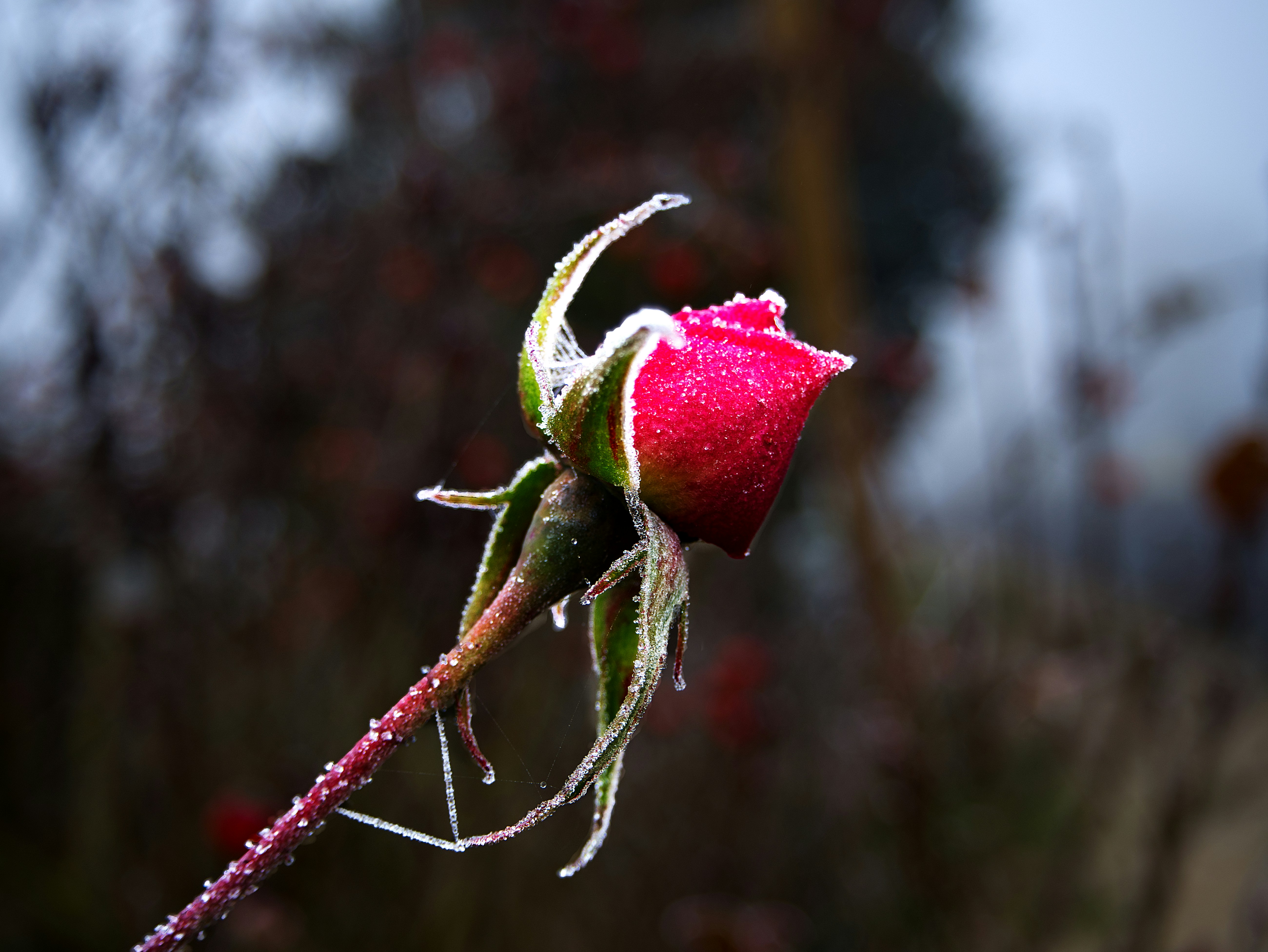 A single red rosebud covered in frost against a blurred dark background