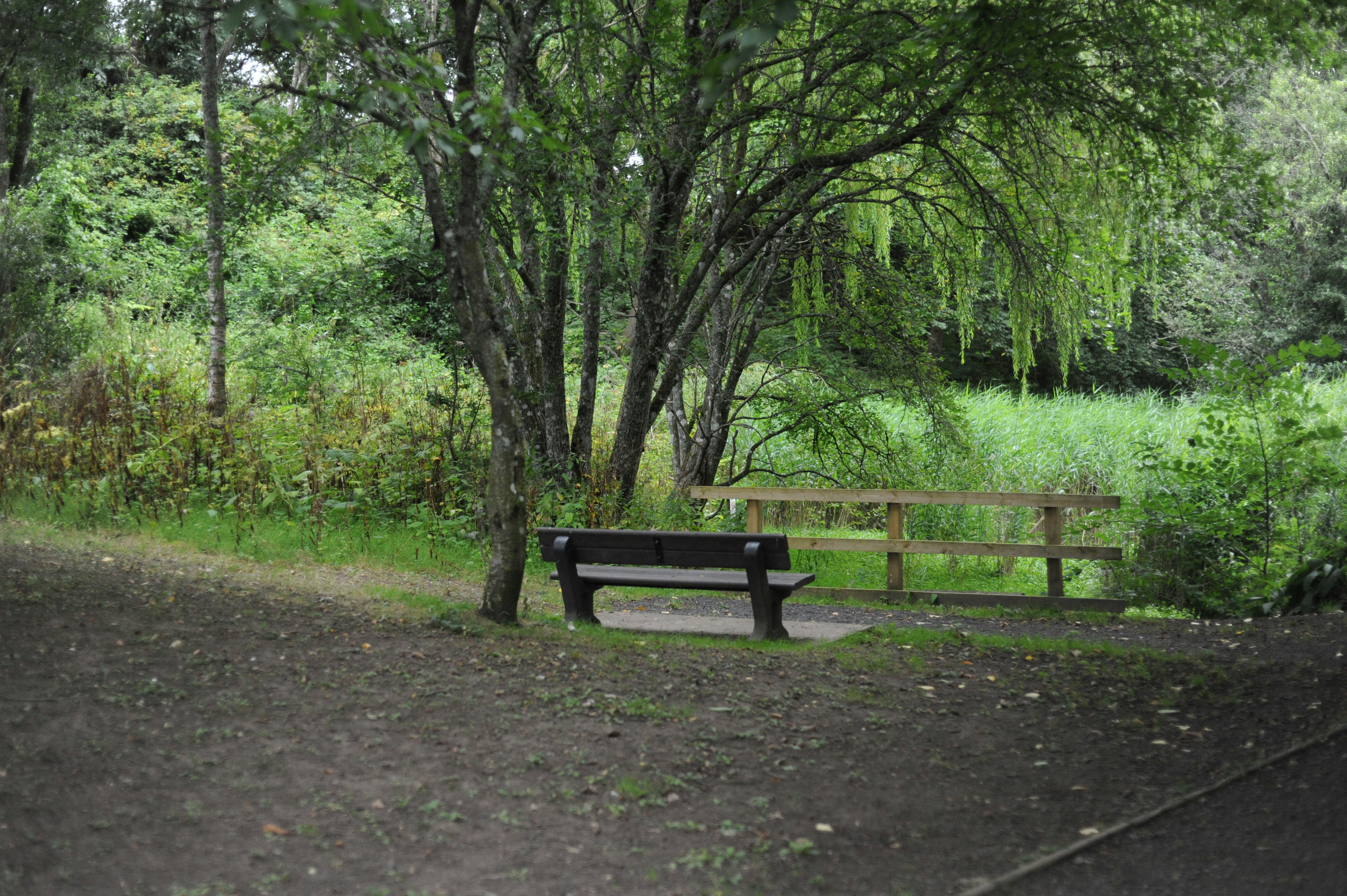 Bench on a dirt path near trees