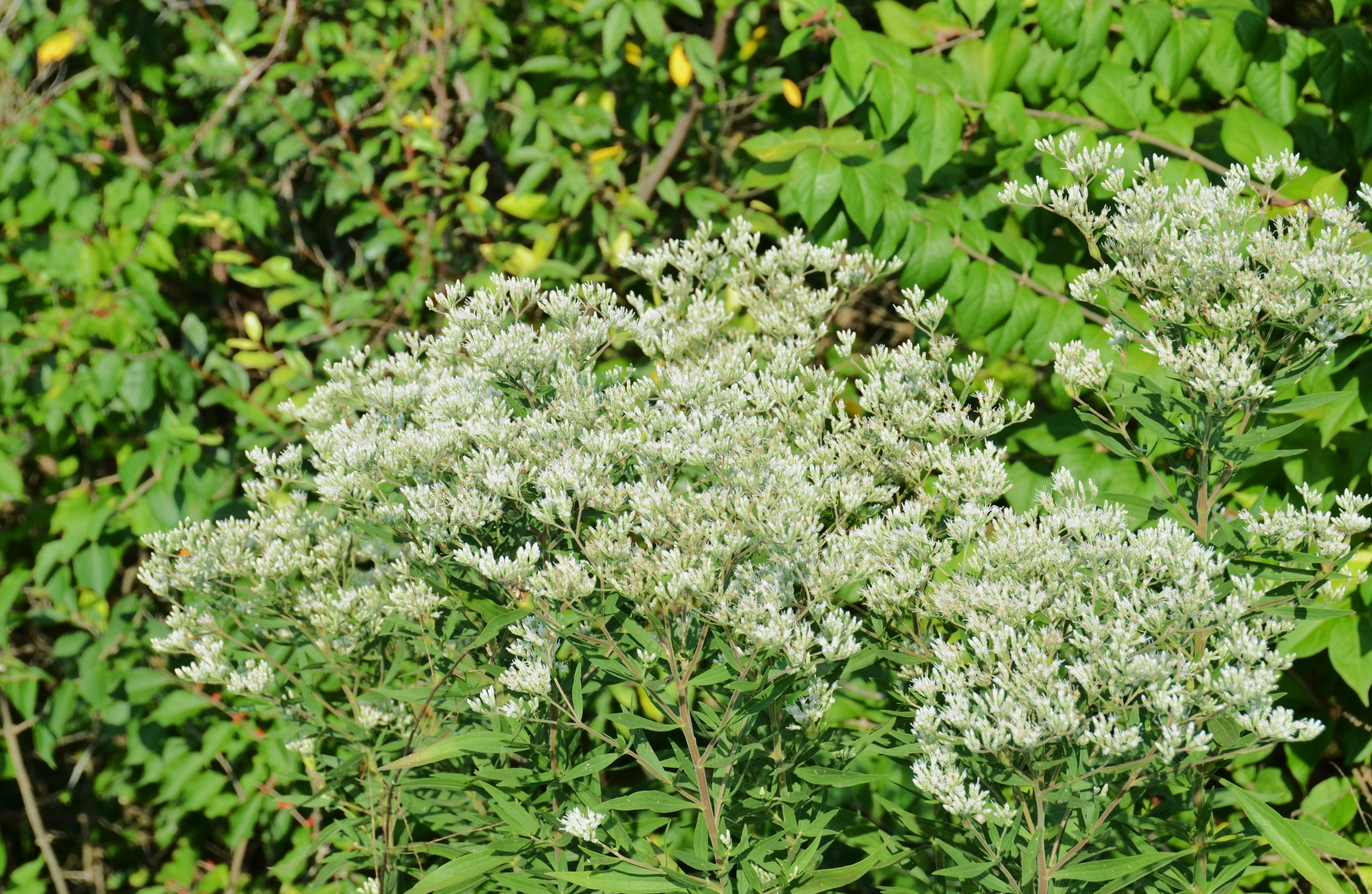 Büschel kleiner weißer Blüten, die an hohen grünen Stängeln in einem Garten blühen