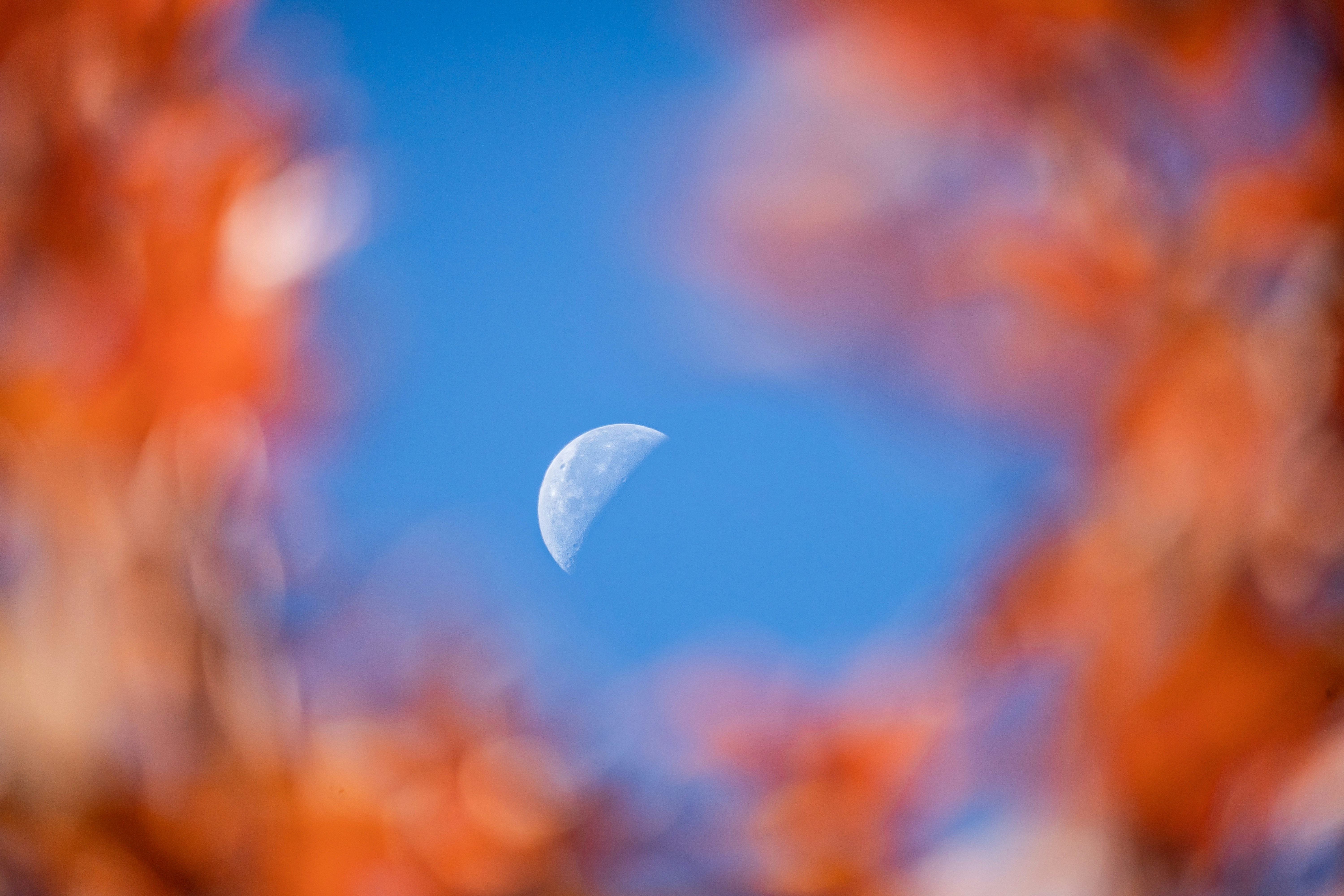 A half moon in a clear blue sky framed by blurred orange autumn leaves