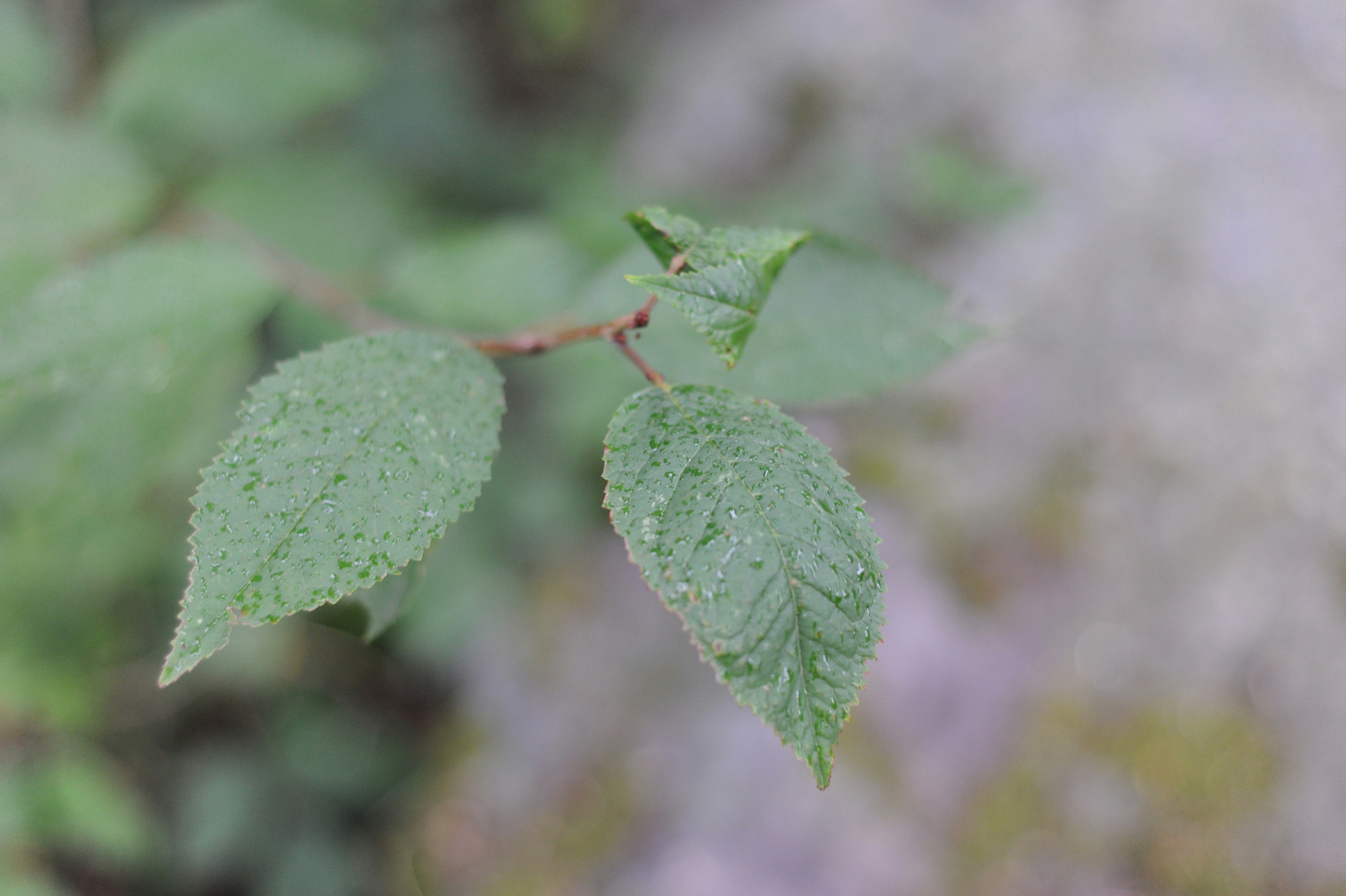 Green serrated leaves covered in small water droplets on a thin branch