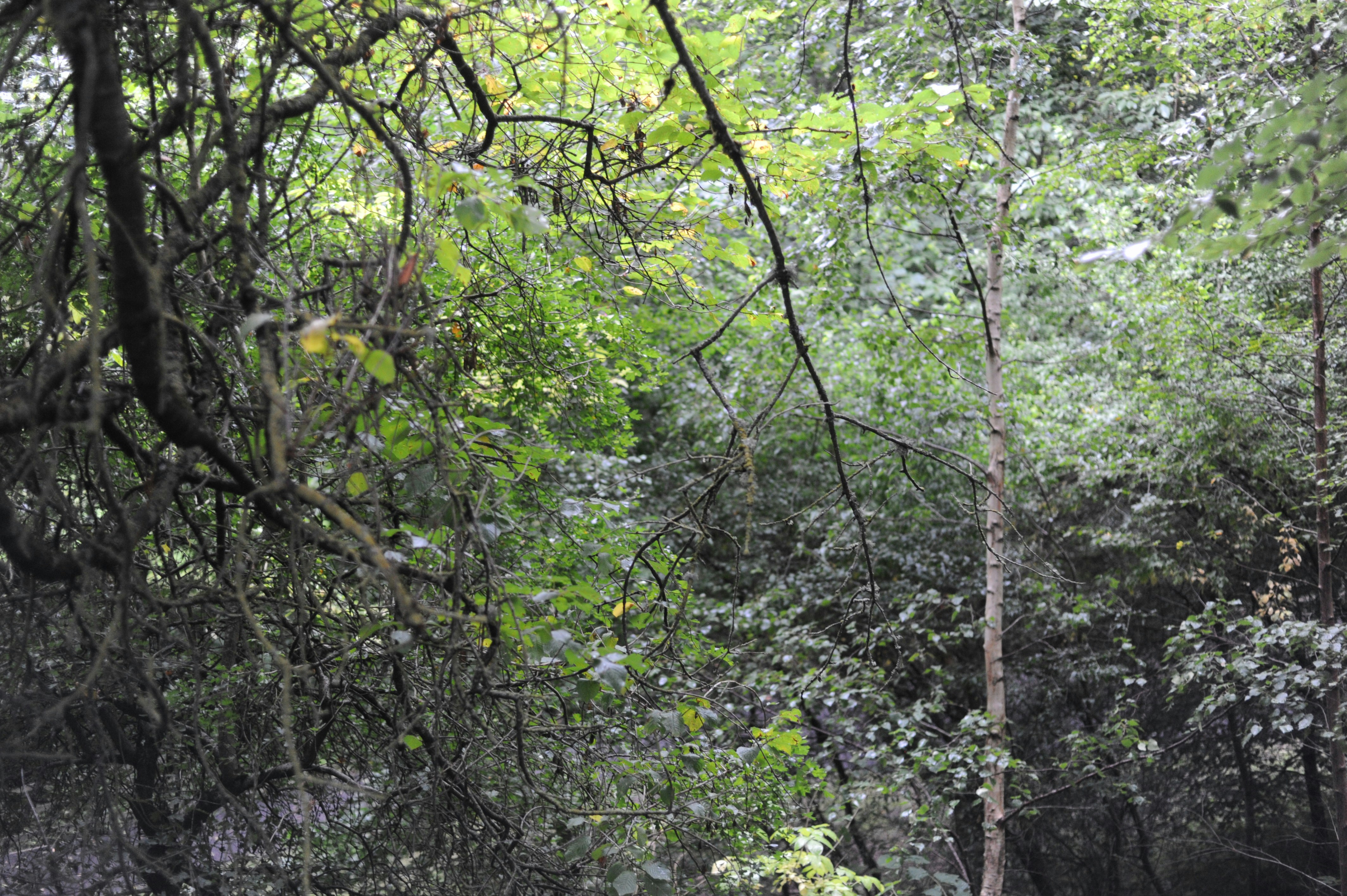 Dense green foliage and thin tree trunks in a lush forest