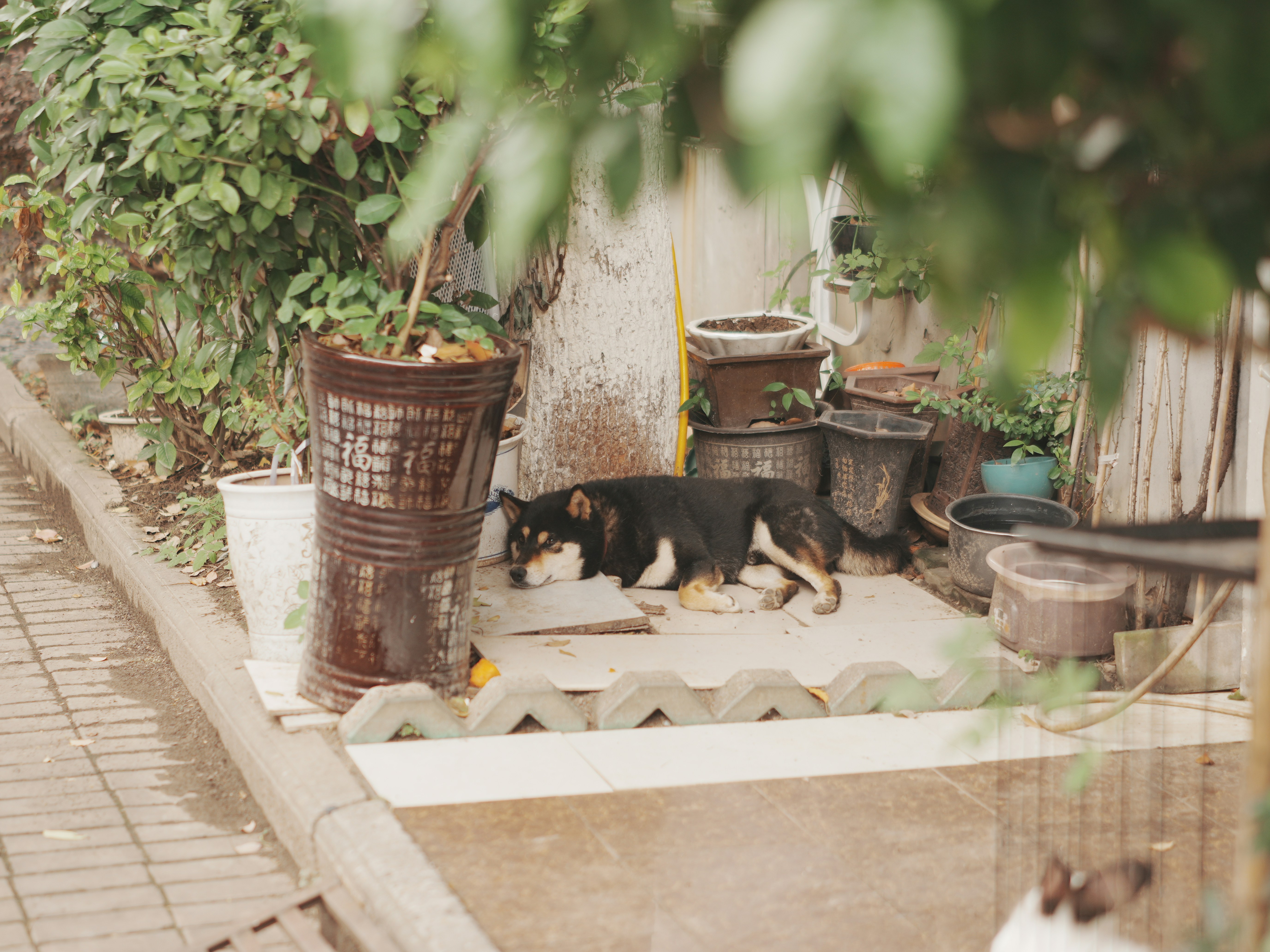 A black and tan Shiba Inu resting on a tiled patio among potted plants
